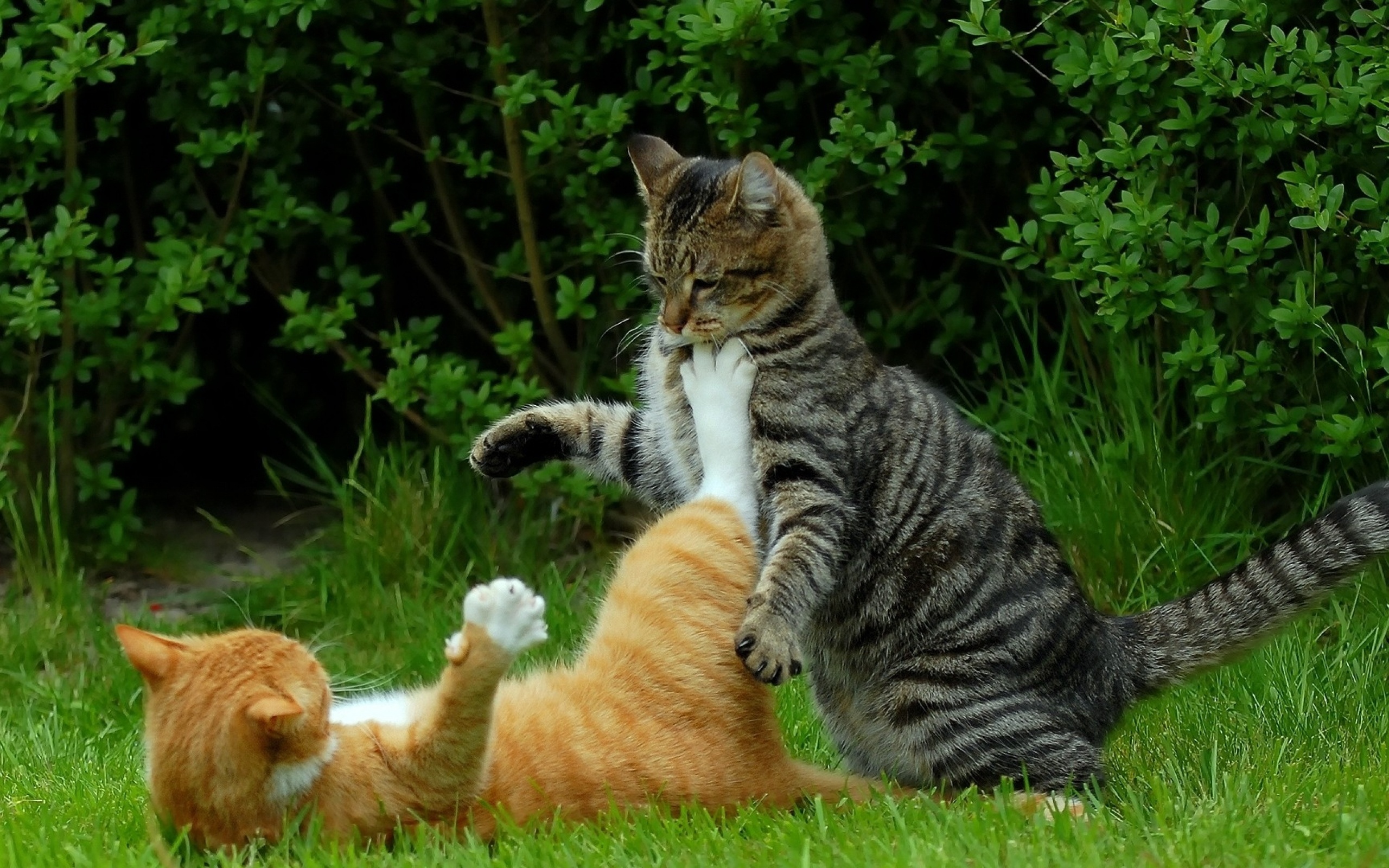 Catfighting Pictures