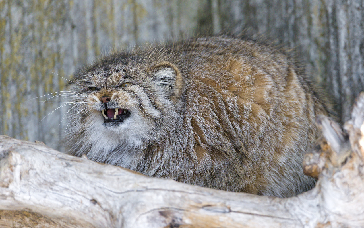 Кот Манул Цена