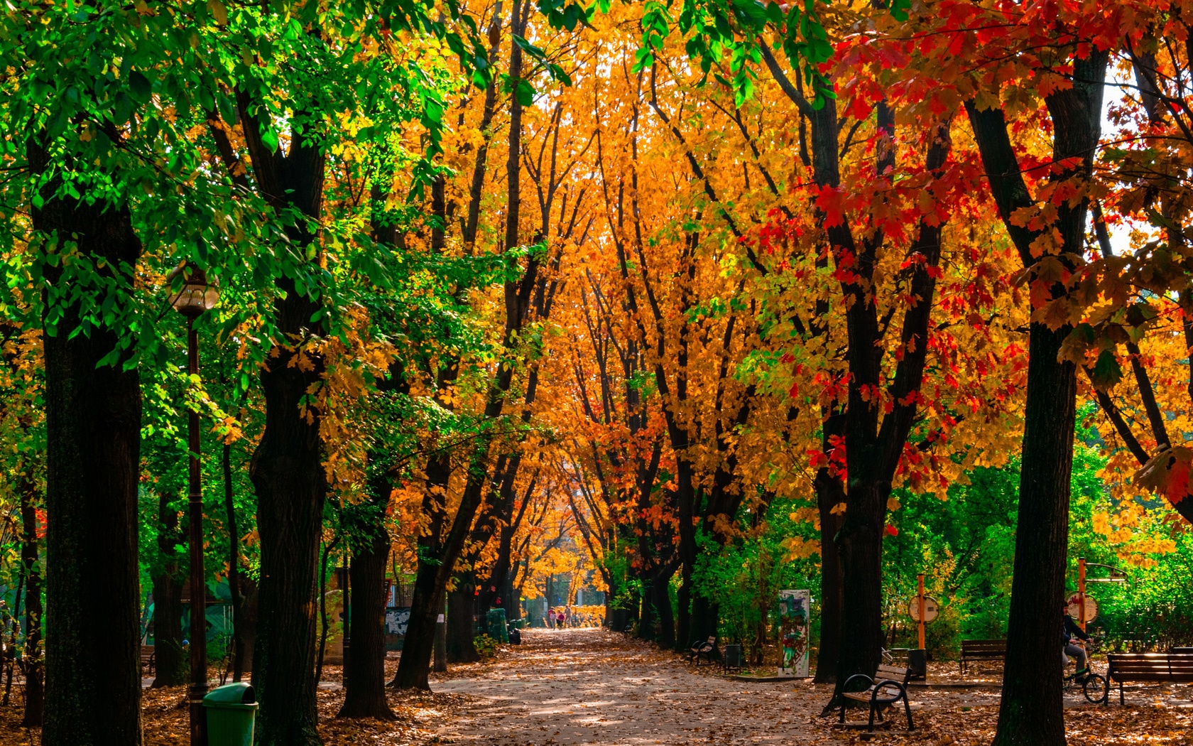 Осенняя Аллея Фото Высокого Разрешения