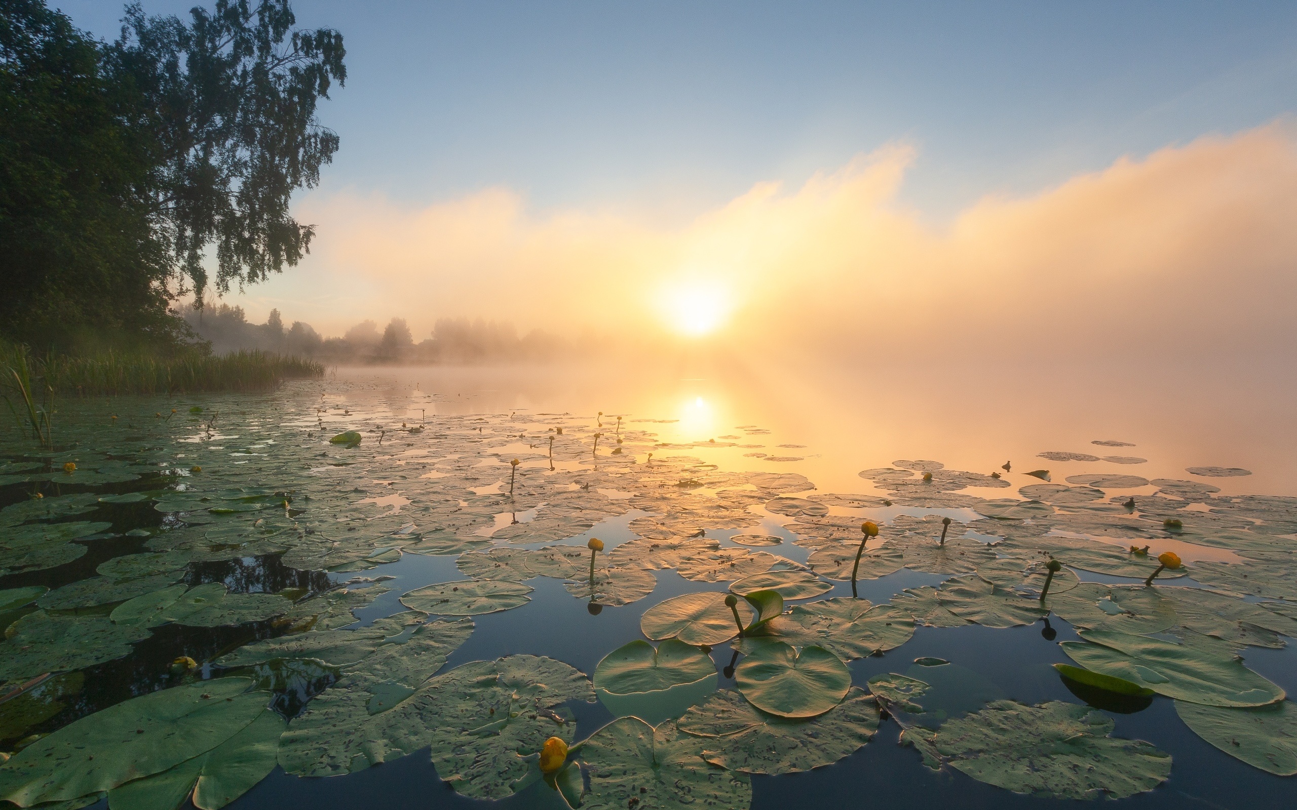 Утро На Пруду В Октябре Фото