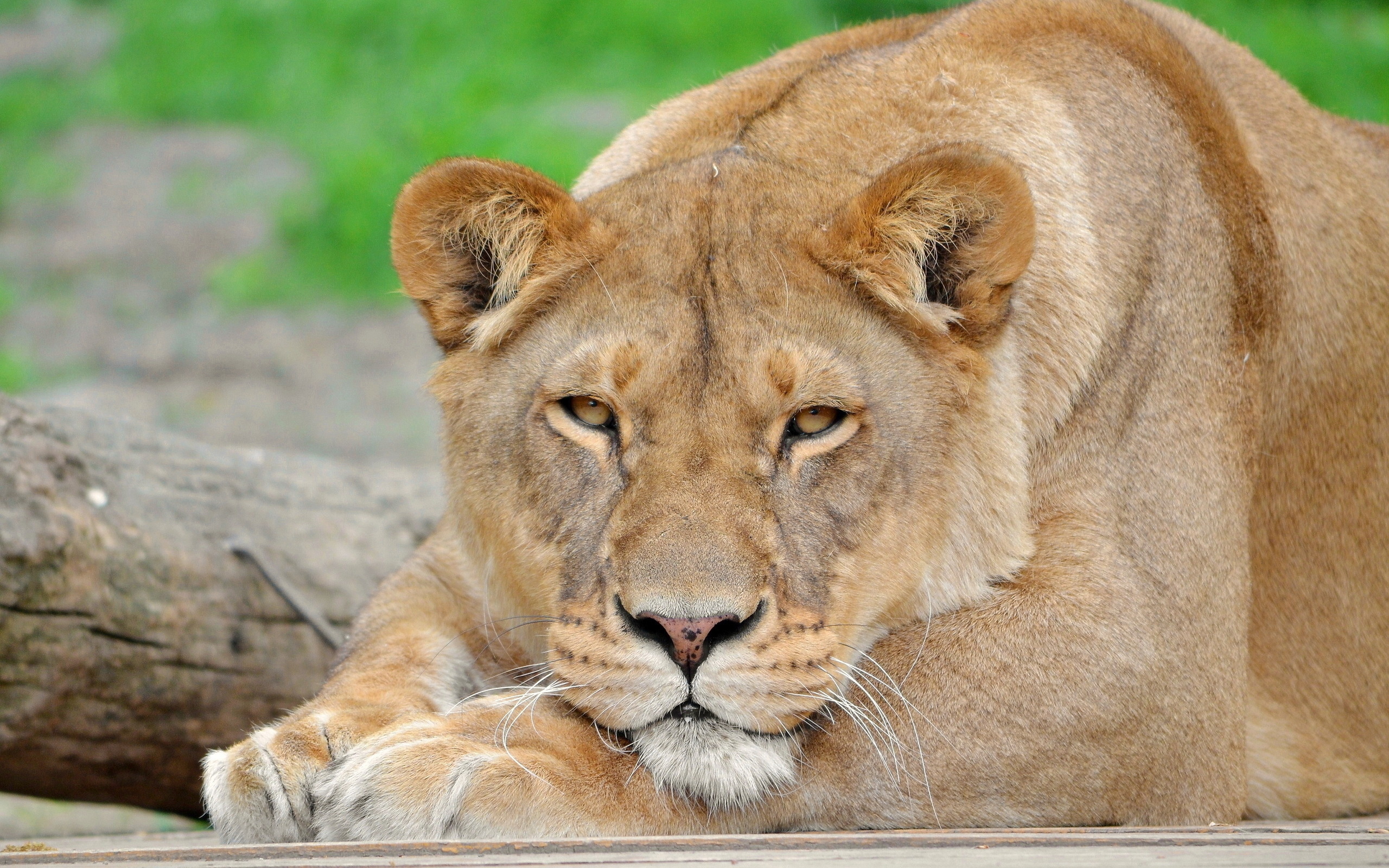 Львица. Лев (Panthera Leo). Леви львица. Грациозная львица. Морда львицы.