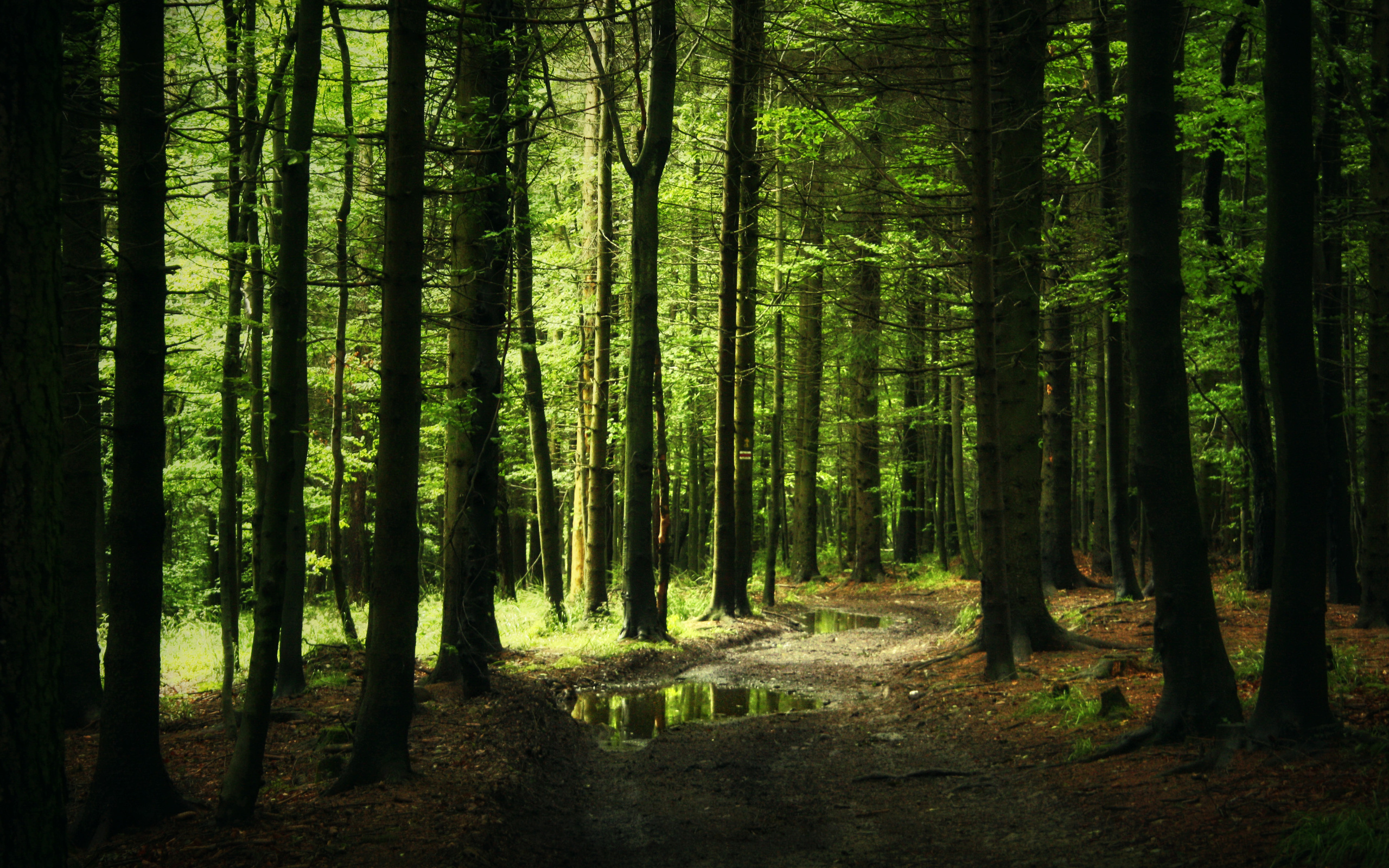 Own forest. Лесная чаща. Чаща леса. Фон леса. Густые леса.