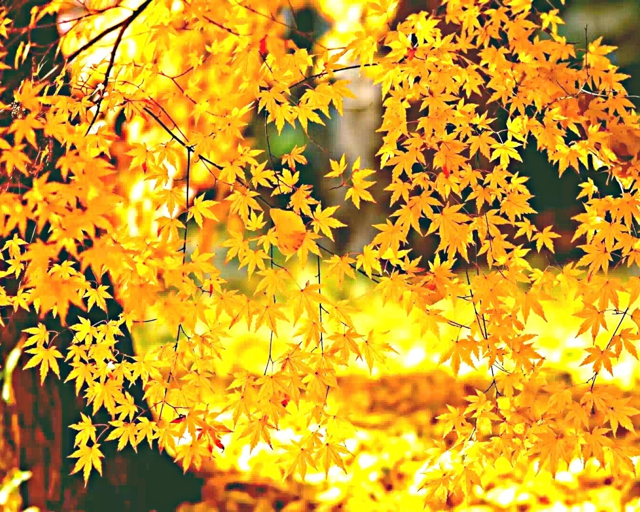 золотая листва фото