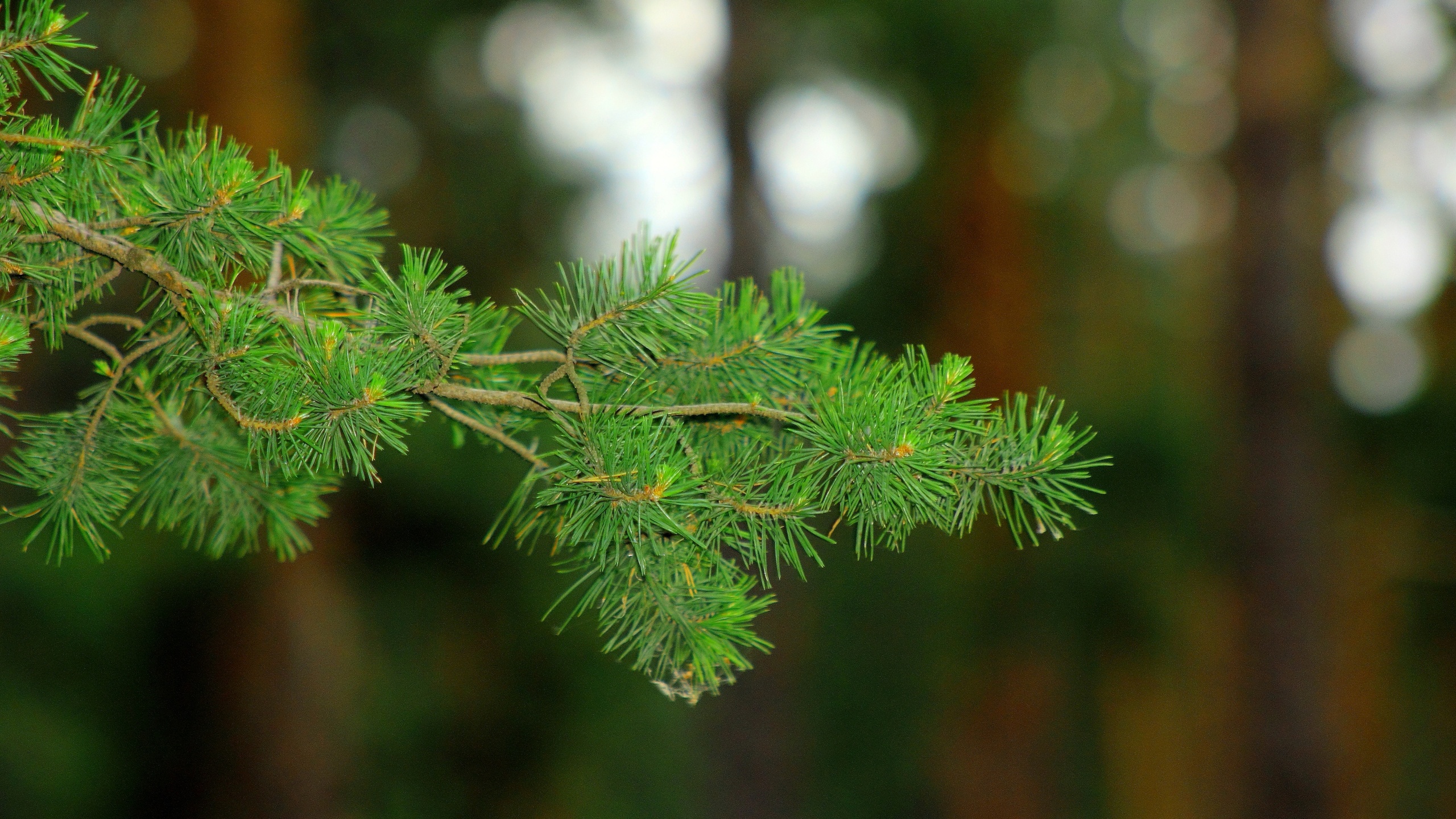 Хвойные ветки. Сосна обыкновенная Pinus. Сосна обыкновенная габитус. Хвойная ветвь.