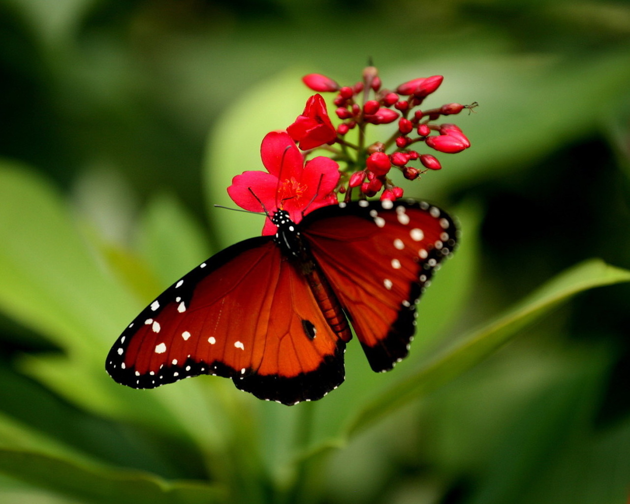 Красивые красные бабочки