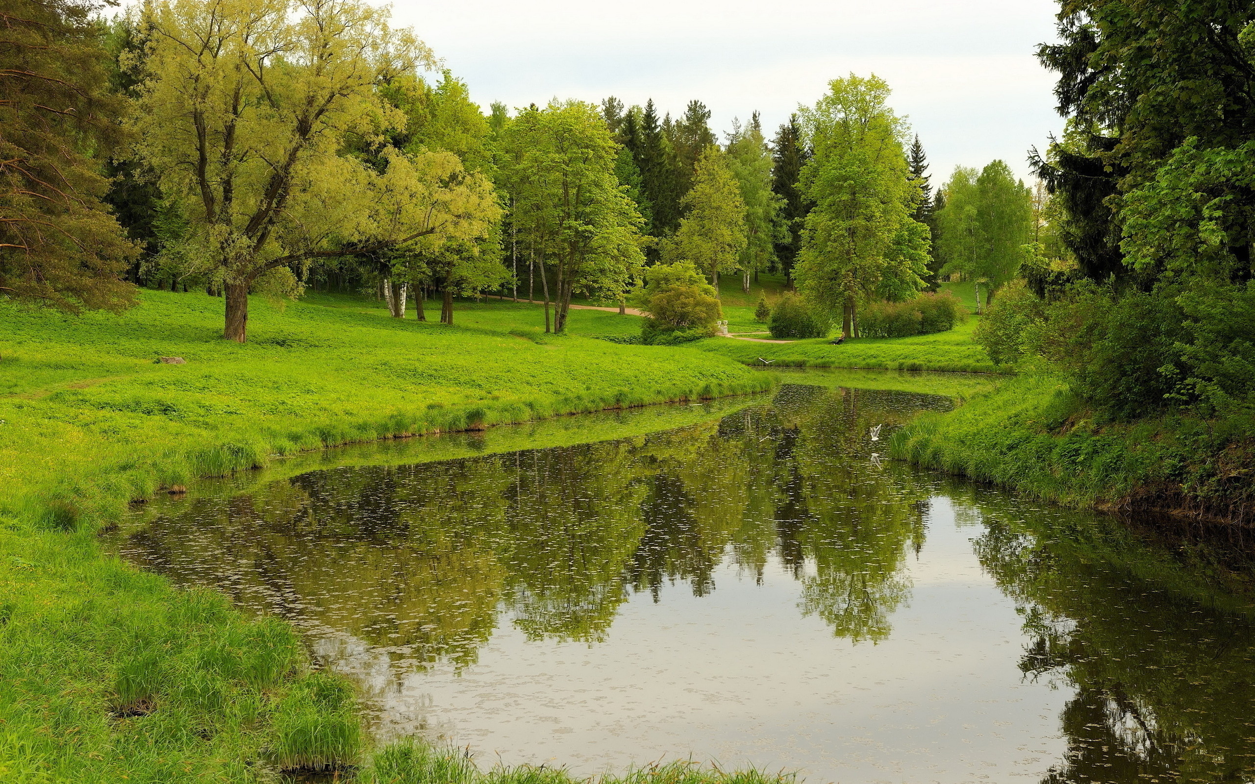 Озеро летом. Лето парк Томск. Природа, лес, река,Лесная Полянка. Лесная Поляна природа лес река. Поляна у реки.