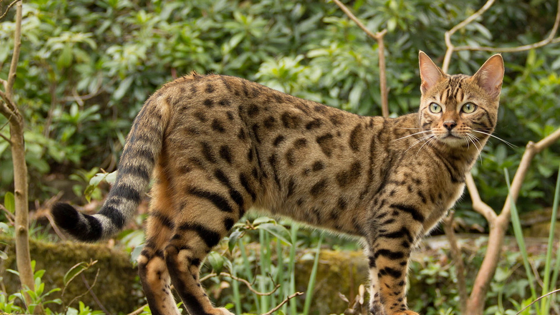 Фотографии кошек. Лесная Бенгальская кошка. Кошки породы Уссури. Уссурийская короткошерстная кошка. Бенгальский Лесной кот.