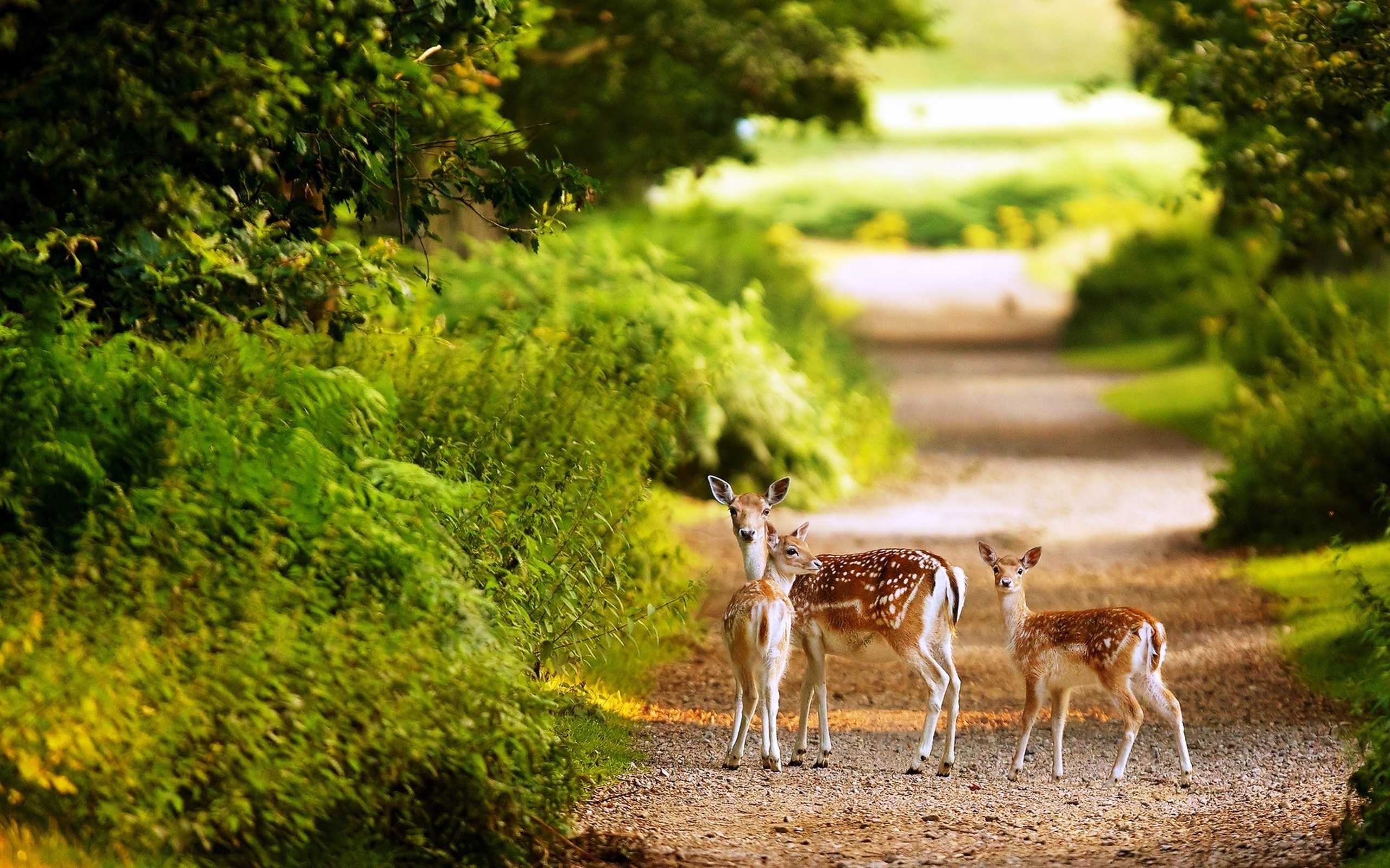 Wildlife. Природа и животные. Олень в природе. Животные летом. Животные в лесу.