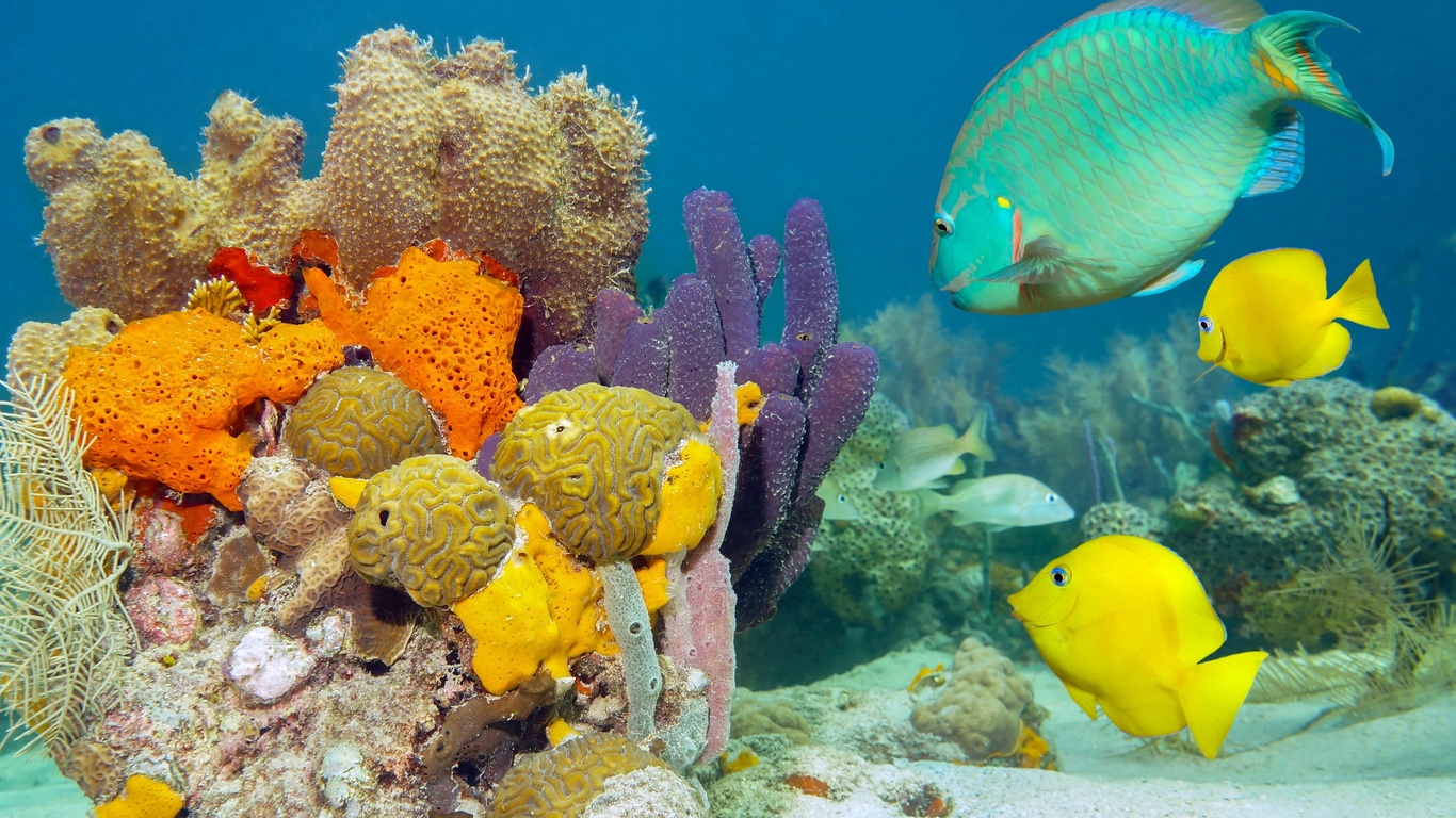 Фото красного моря под водой