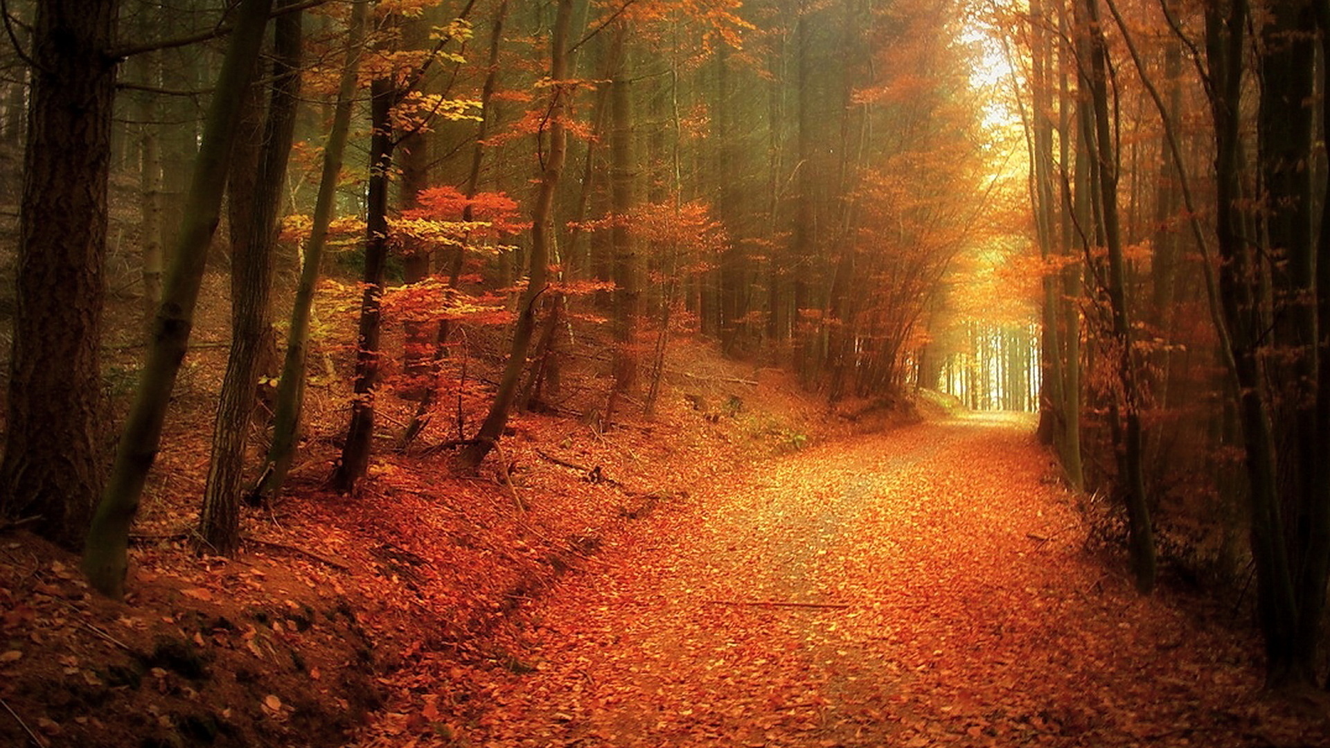 Осень лес дорога