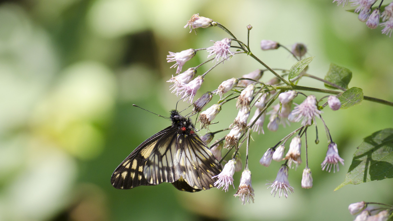 Картинки butterfly, flower, branch, leaves, tree - обои 1366x768, картинка ...