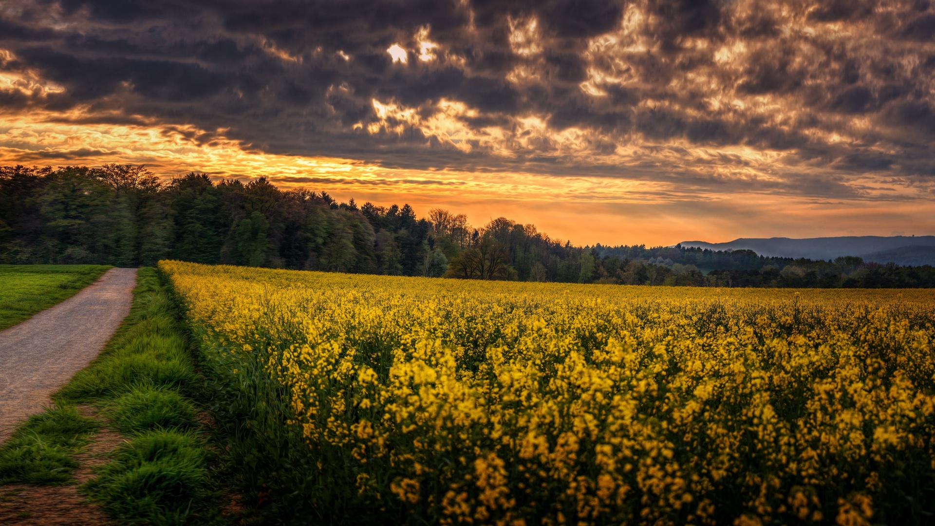 Рапс картинки фото