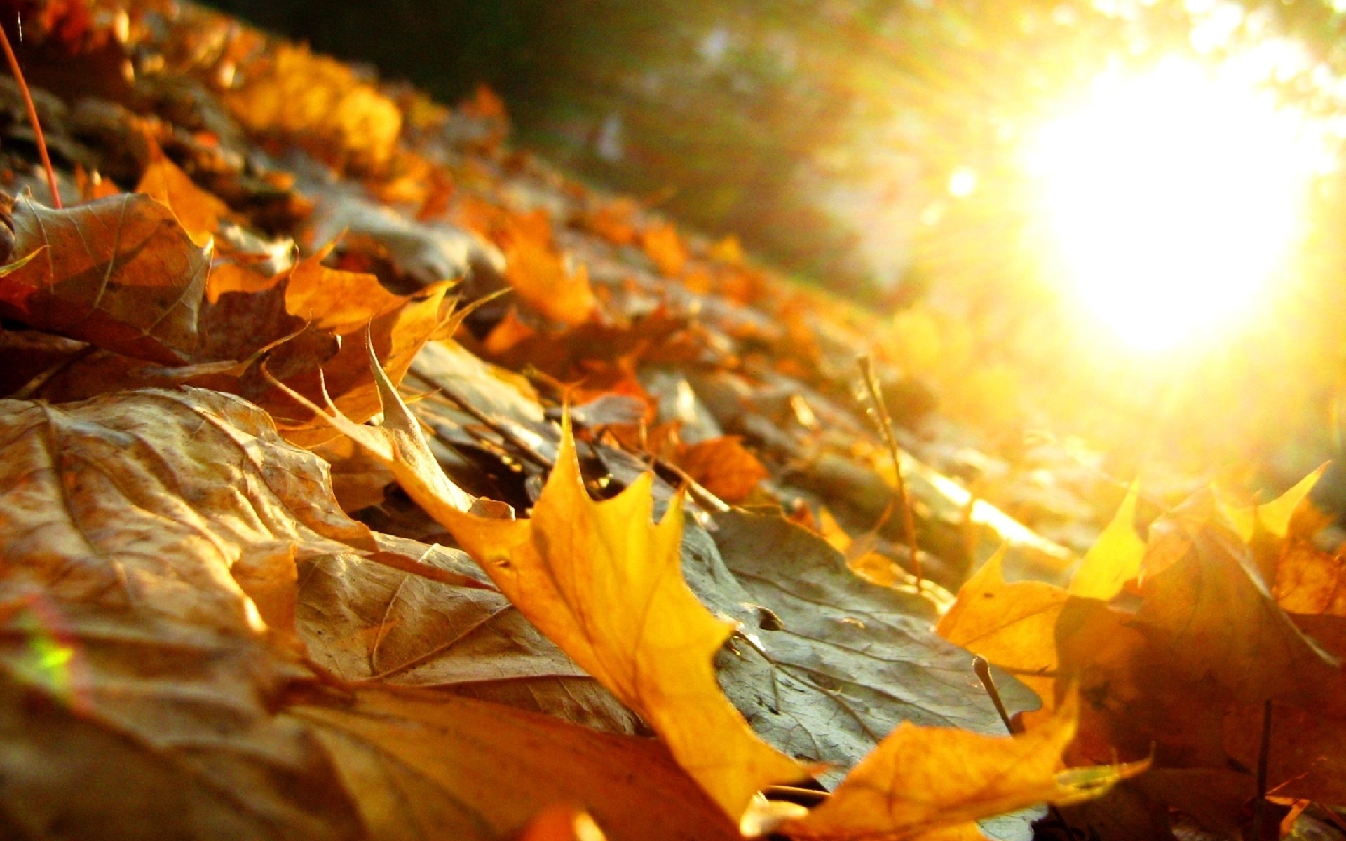 золотая осень солнце картинки