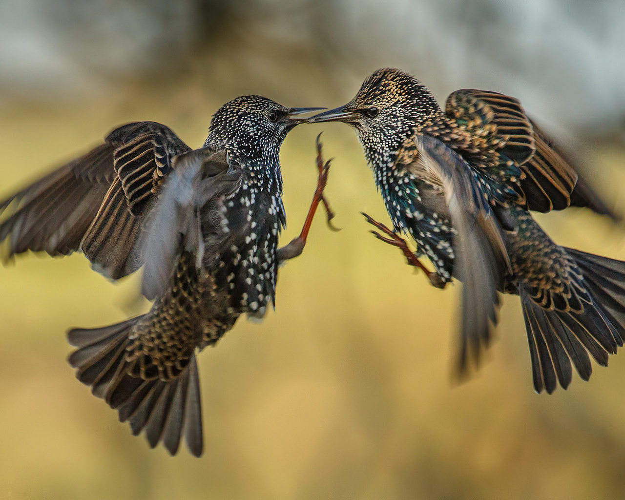 Сфотографируйте 2 птиц геншин. Два скворца. Скворец в полете. Влюбленные скворцы.