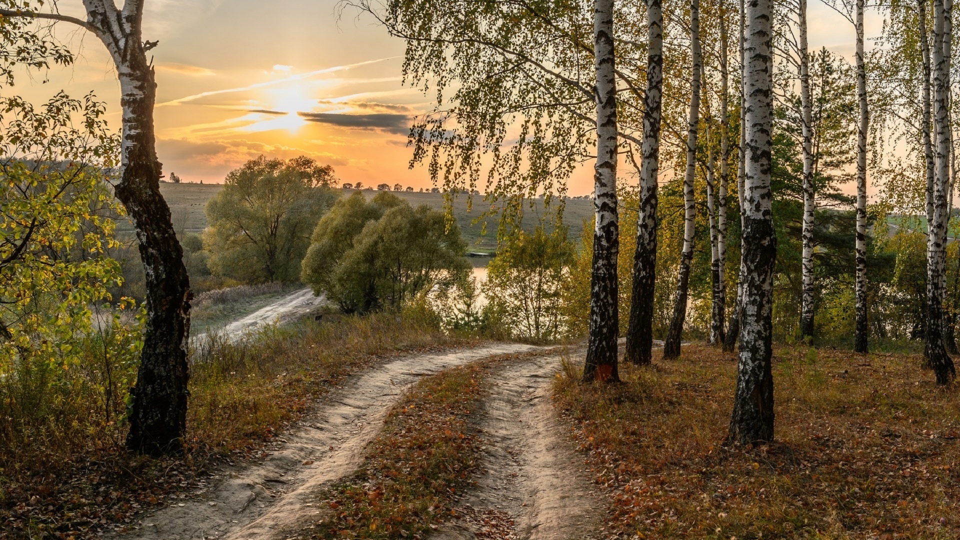 Картинки осенней березы