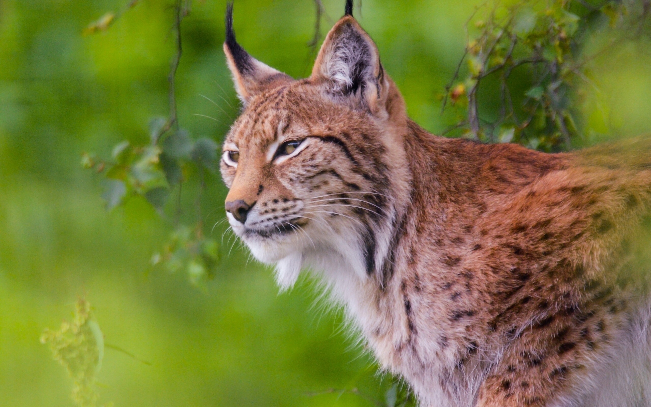 Фото рыси. Lynx Рысь. Рысь (Lynx Lynx) в дикой природе. Сибирская Рысь. Роман Дикие рыси.