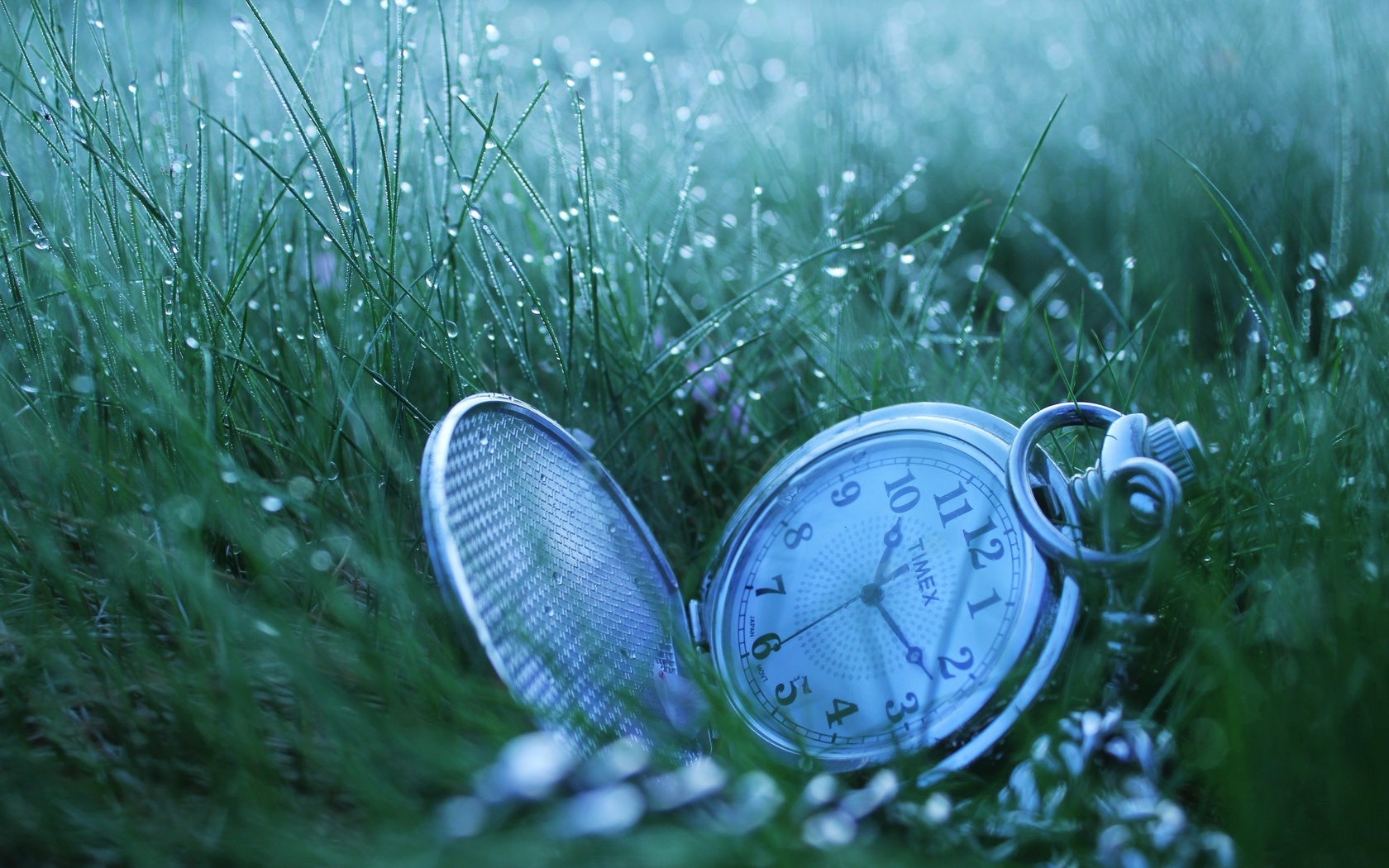 Часы на траве
