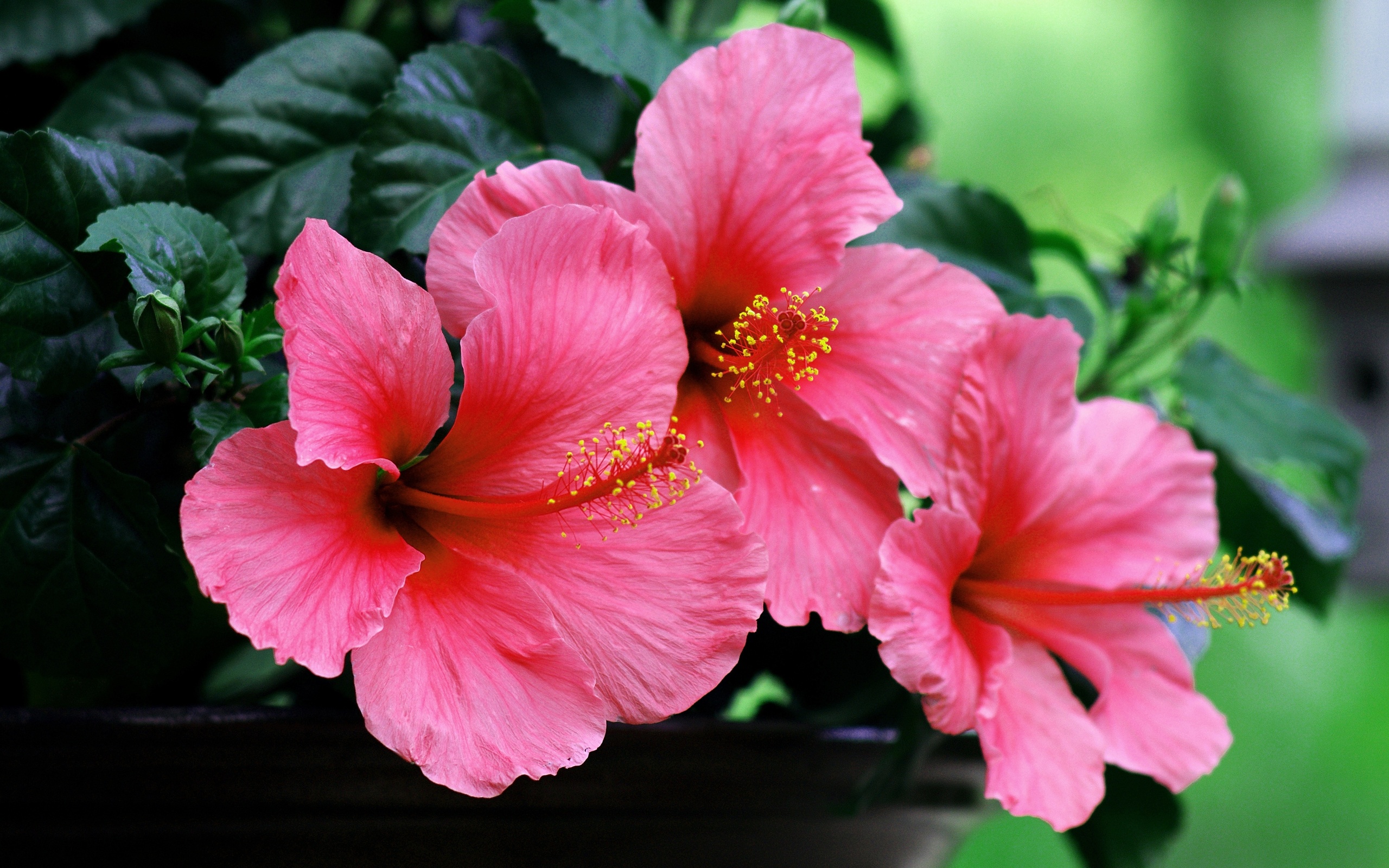 Hibiscus. Гибискус. Гибискус растение. Королевский гибискус. Гибискус (Hibiscus)..