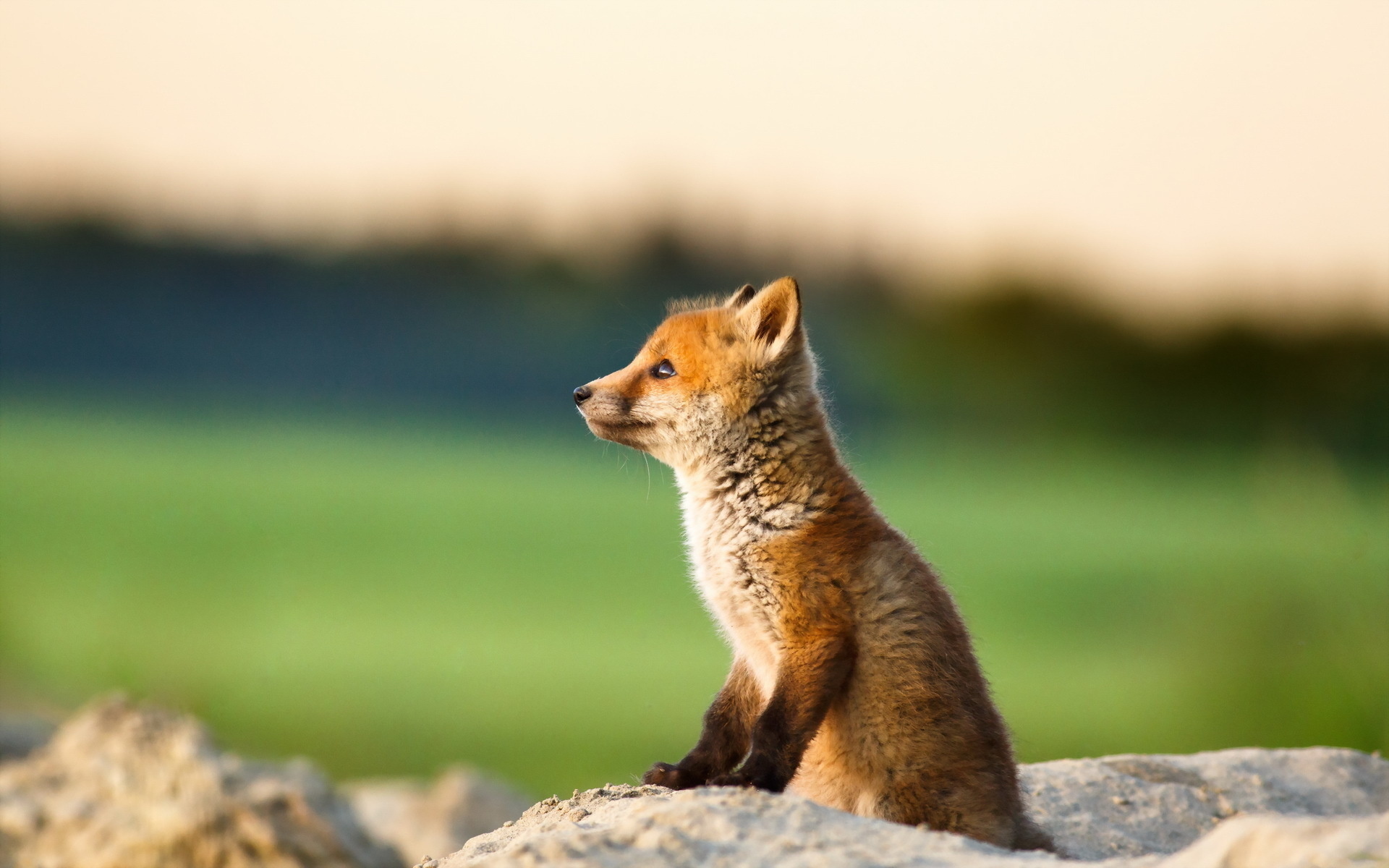 Fox cub. Лисёнок. Маленький Лисенок. Лиса в природе. Лиса обои.