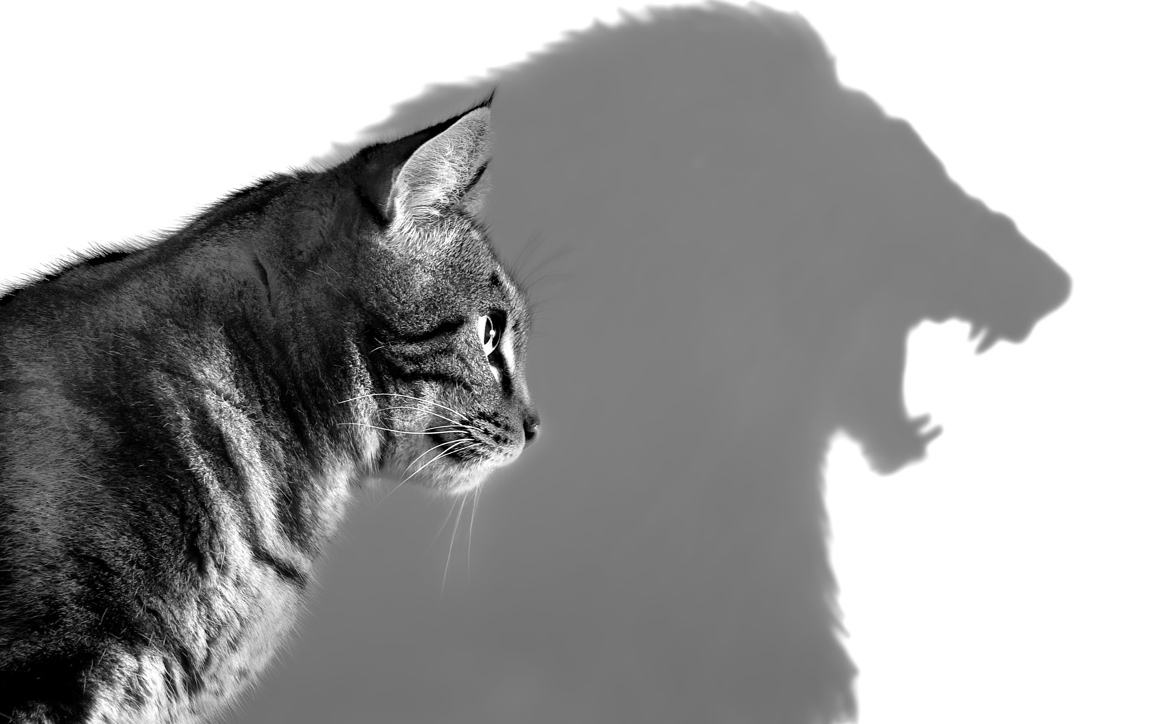 Кот с тенью Льва