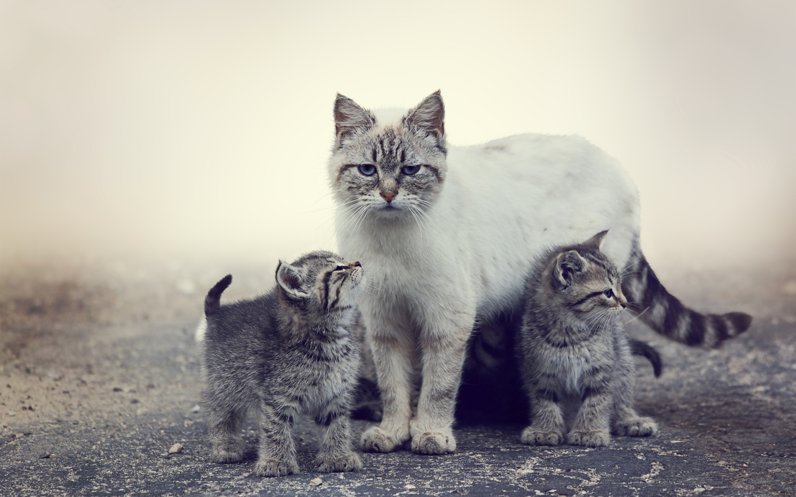 Кот и котенок. Кошка с котятами. Кошка с двумя котятками. Мама кошка. Обои с котиками.