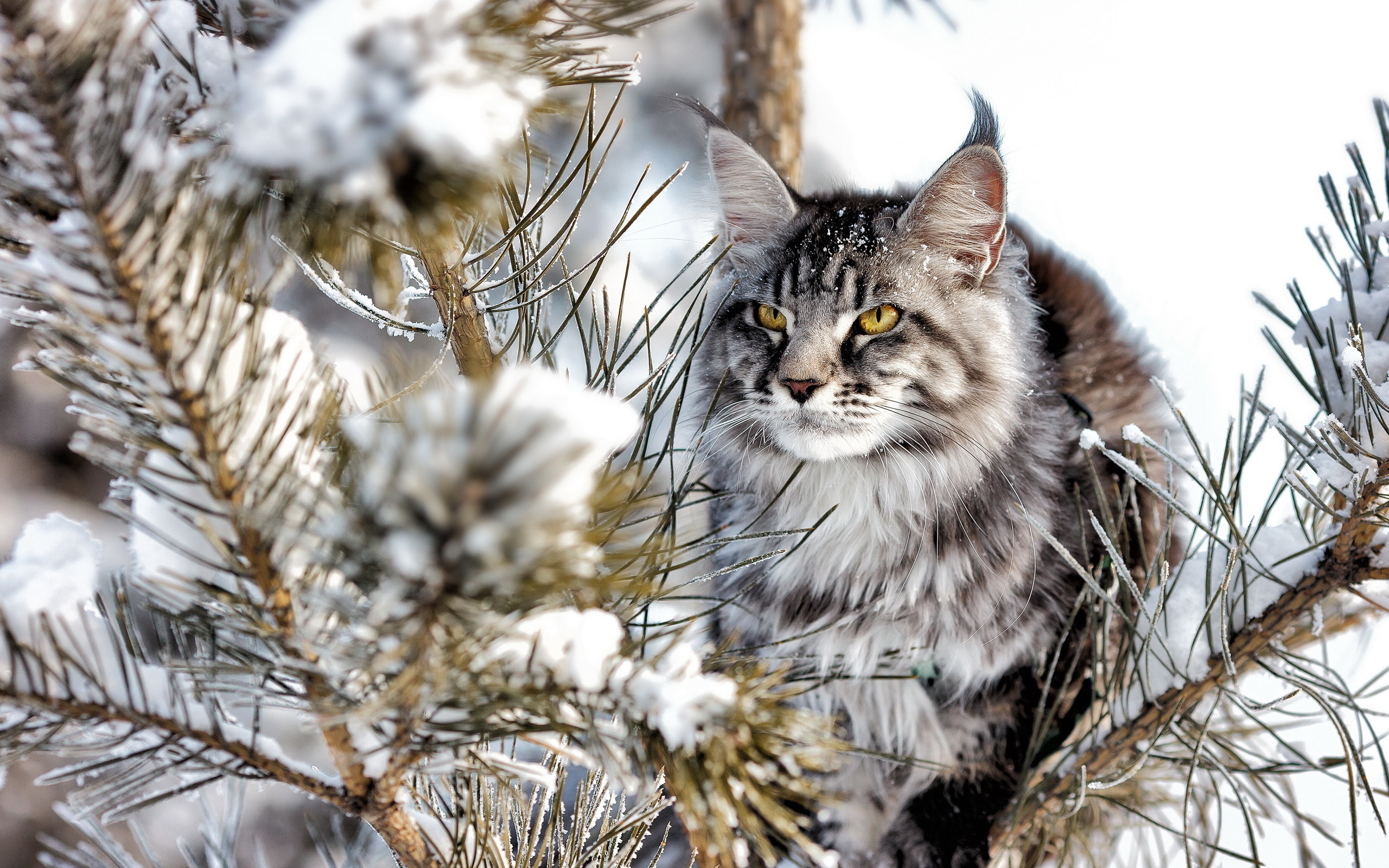 Декабрь кошки. Мейн-кун. Лесной кот Мейн кун. Мейн кун зима. Снежный Мейн кун.