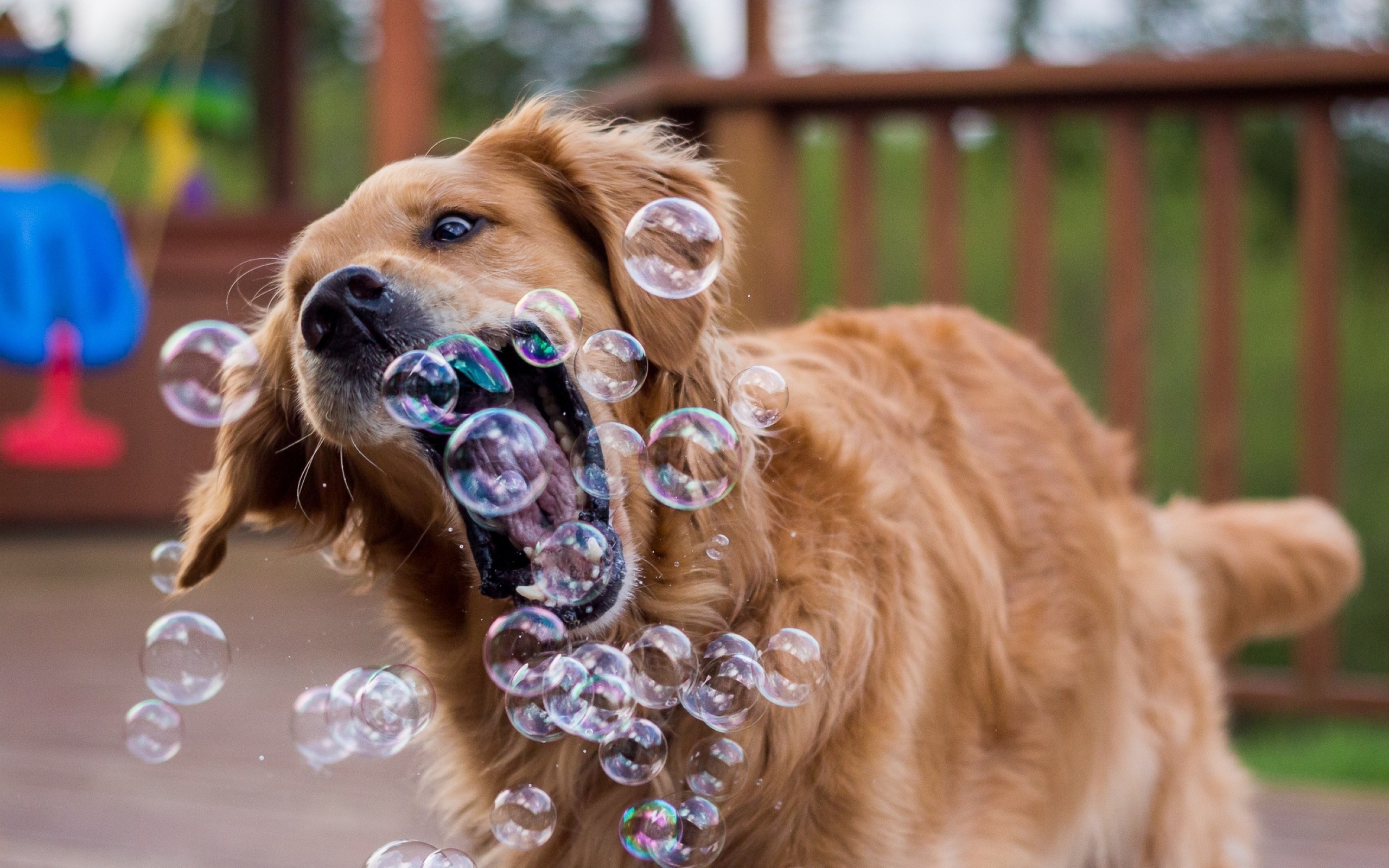 Прикольное фото новые. Забавные собаки. Собака и мыльные пузыри. Красивые собаки. Смешные щенки.