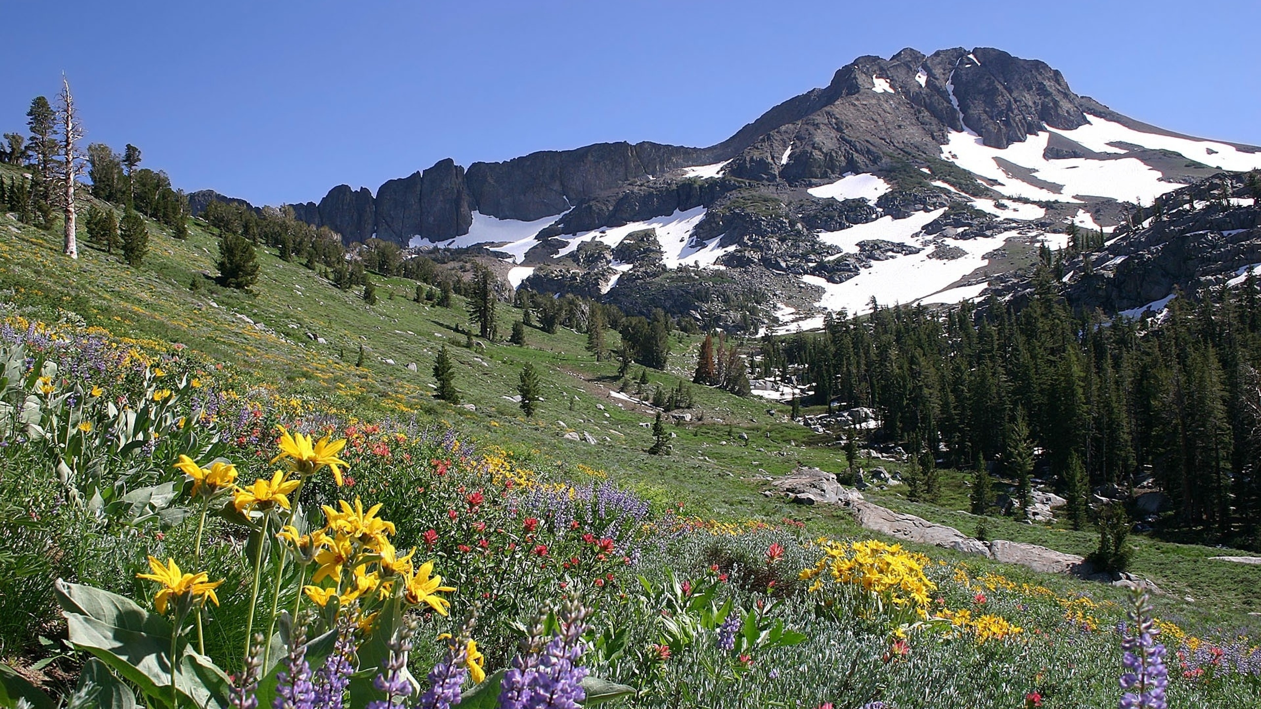 Mountain flower. Альпийские Луга с эдельвейсом. Ергаки Альпийские Луга. Альпийские Луга Риффельальп. Альпийские Луга Андорра.