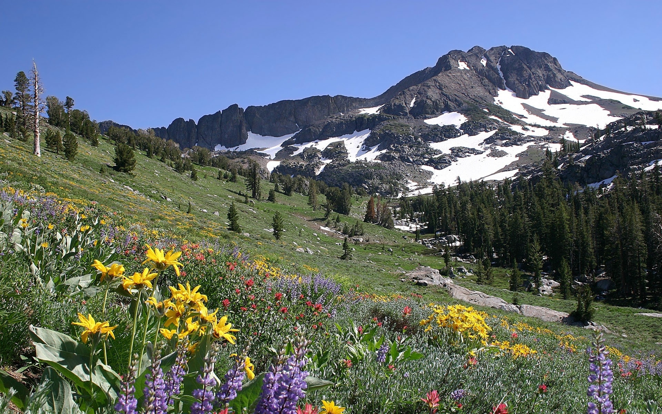 Mountain flora. Альпийские Луга с эдельвейсом. Ергаки Альпийские Луга. Альпийские Луга Риффельальп. Альпийские Луга Андорра.