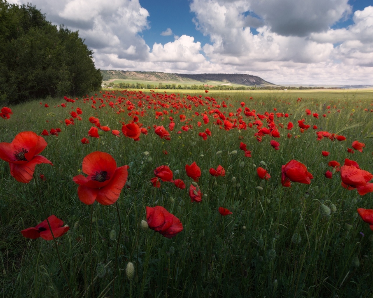 Poppy field. Маковые поля в Крыму. Бахчисарай маковые поля. Поля мака в Крыму. Маковое поле КЧР.