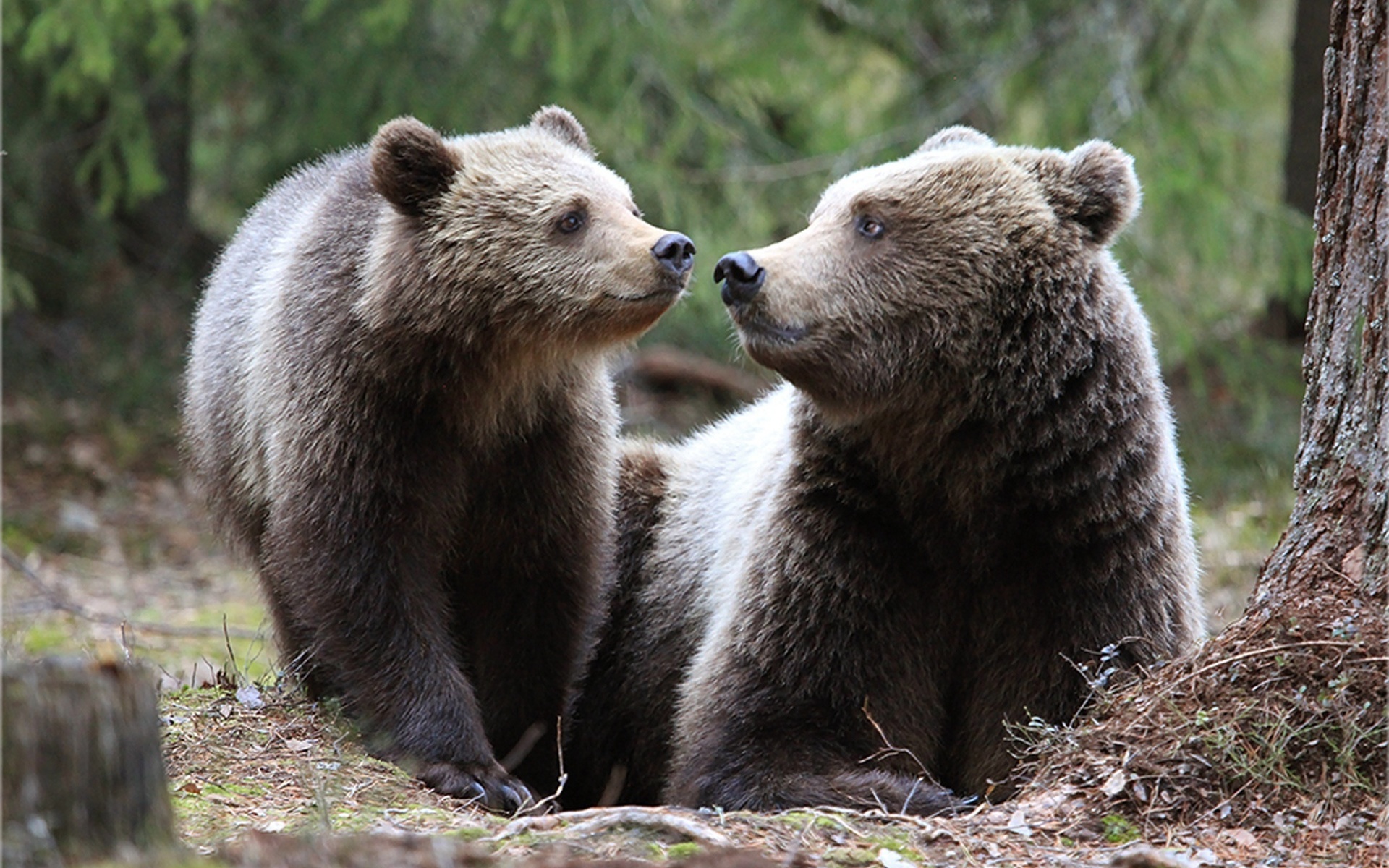 De bears. Медведь и Медведица. Медведь Медведица Медвежонок. Медведи обнимаются. Два медведя.