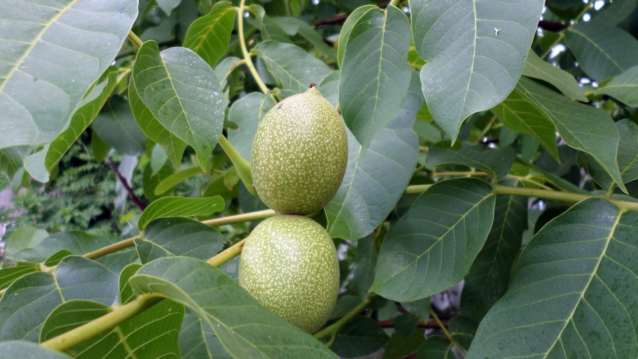 Южное дерево 6 букв. Орех маньчжурский - Juglans mandshurica ареал. Ареал орех грецкий - Juglans Regia. Орех грецкий маньчжурский грецкий. Маньчжурский орех июнь.