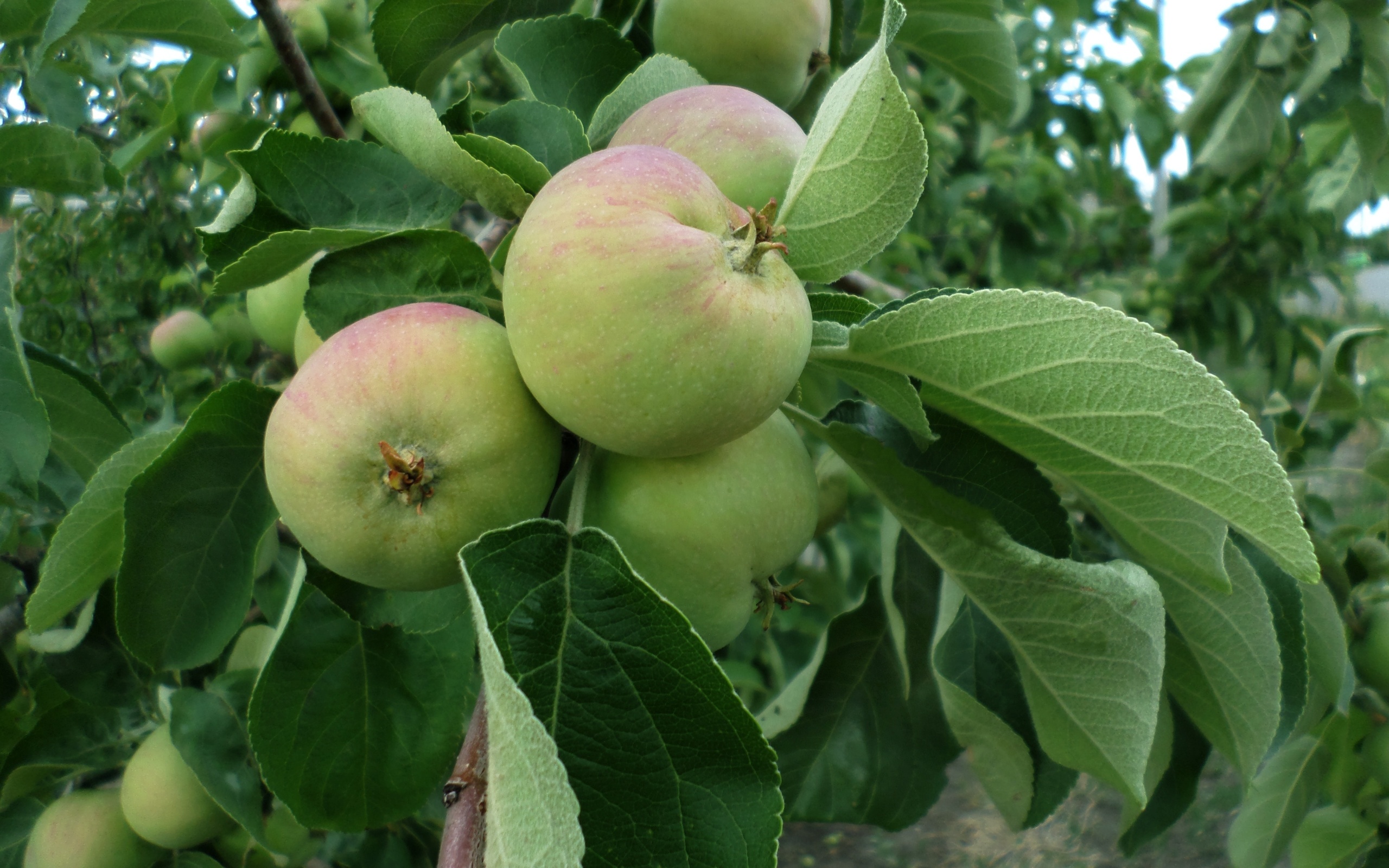 Яблоня Аннинская плоды