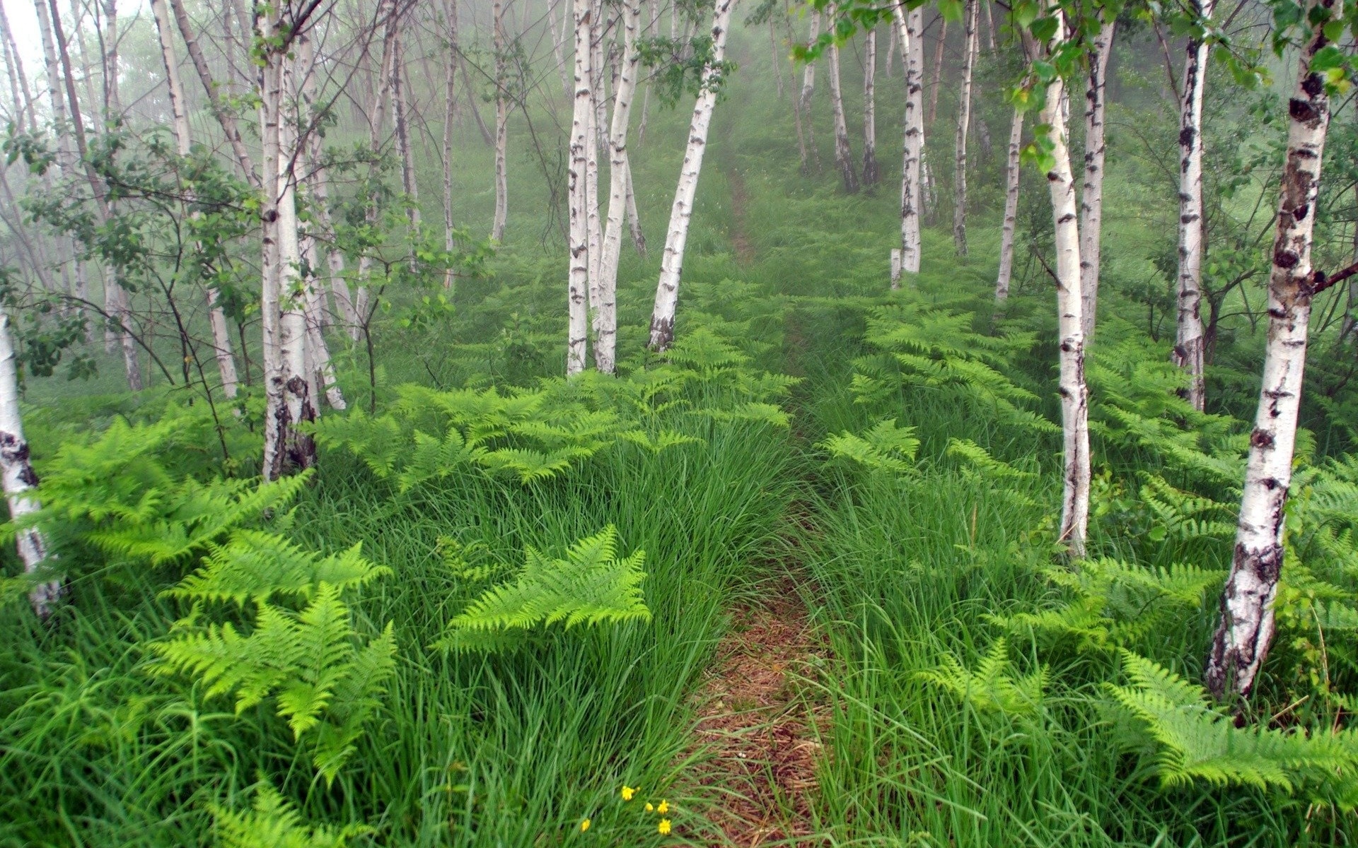 Природа расти. Фитоценоз Березовая роща. Растительность леса. Кусты в лесу. Растительный мир береза.