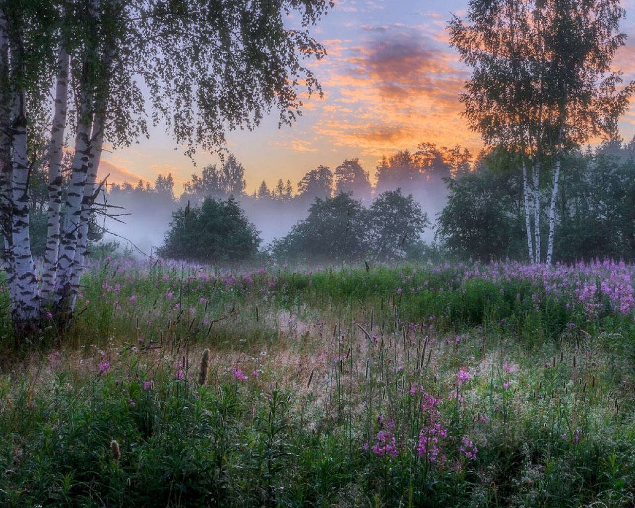 Русское утро. Красивая русская природа. Летний рассвет в лесу. Утренняя природа. Летняя русская природа.