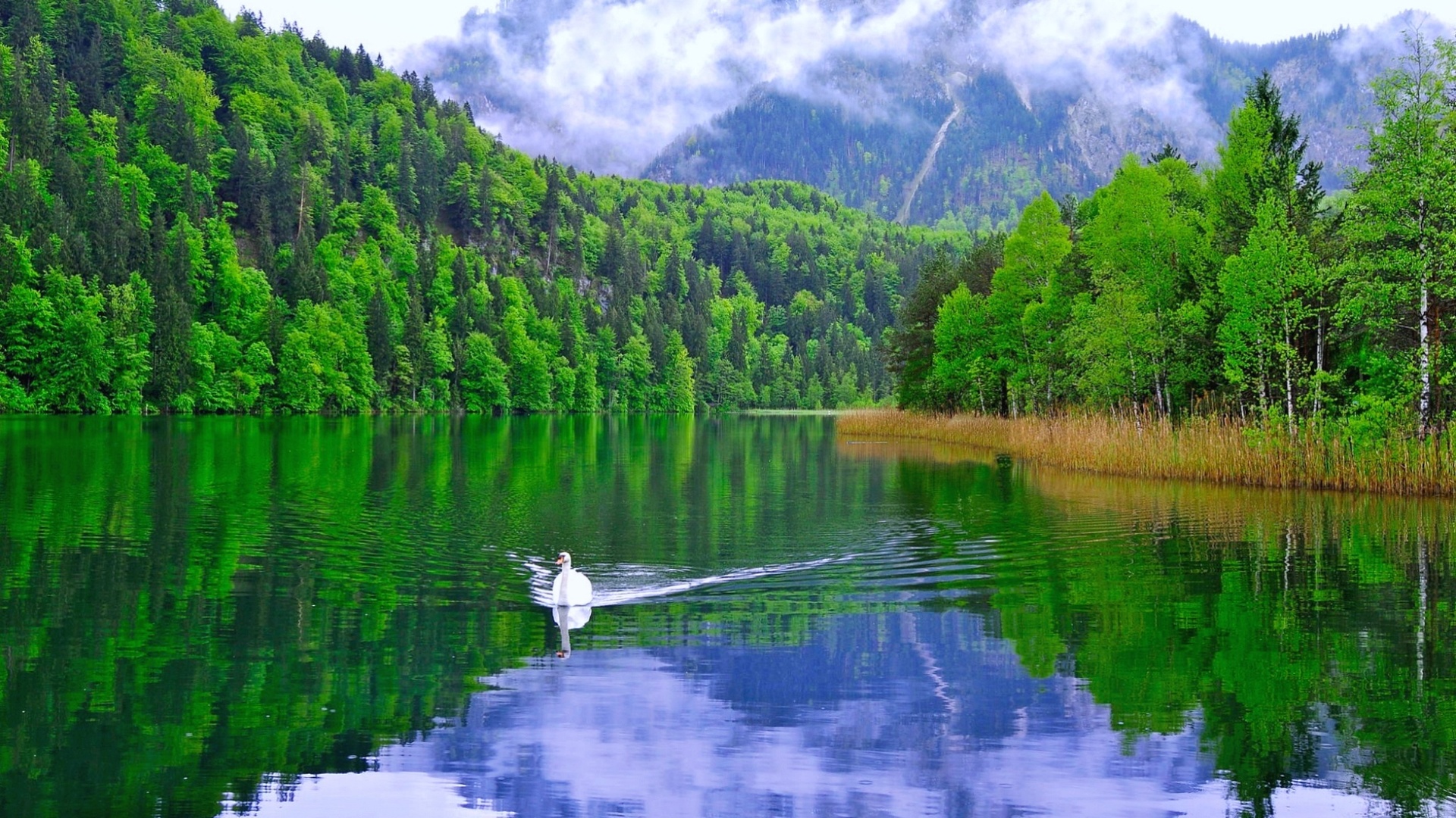 Озеро лебедь калининградская область фото