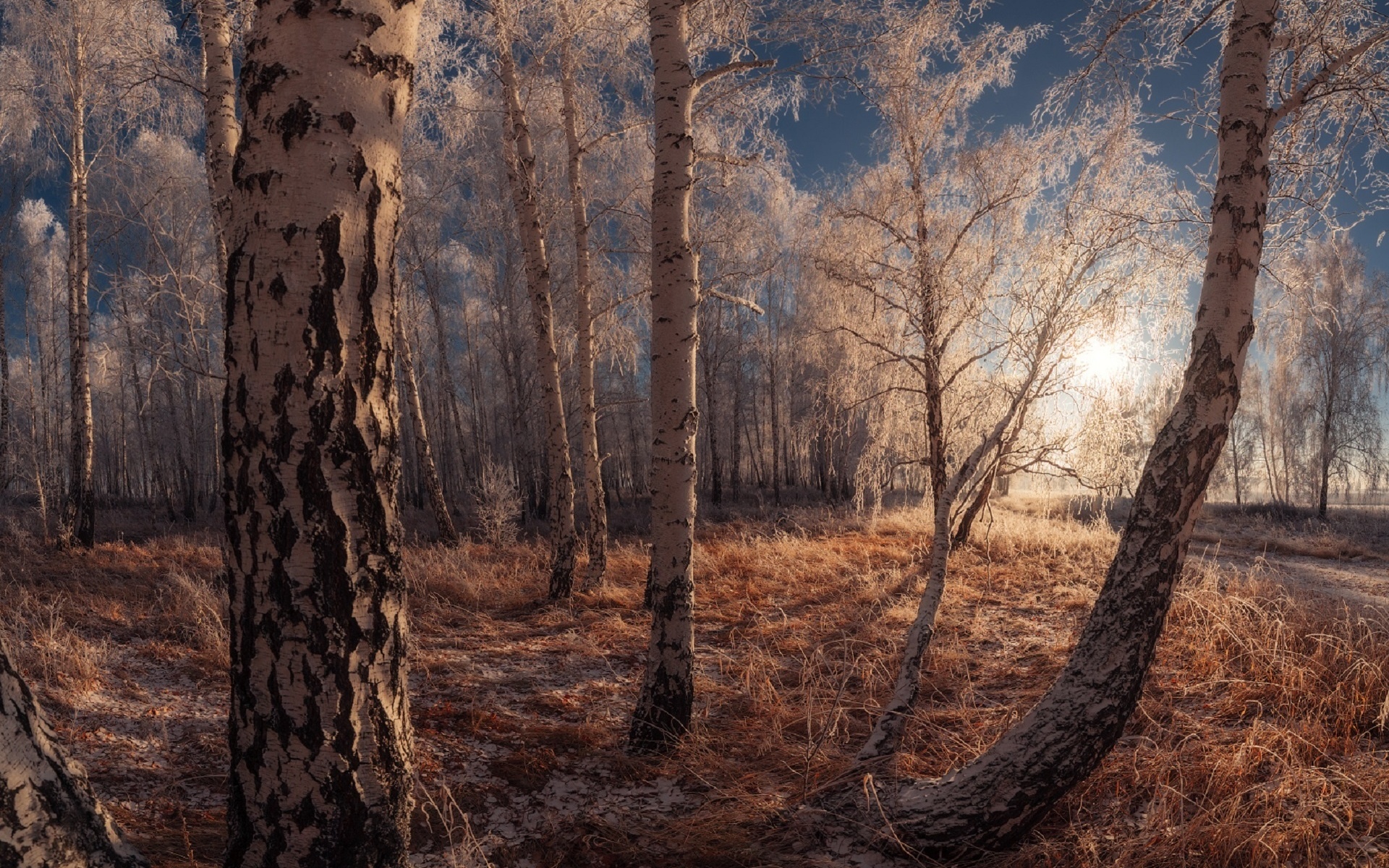 Лес звенит. Марат Ахметвалеев фотограф. Очарованный лес. Морозный звон.