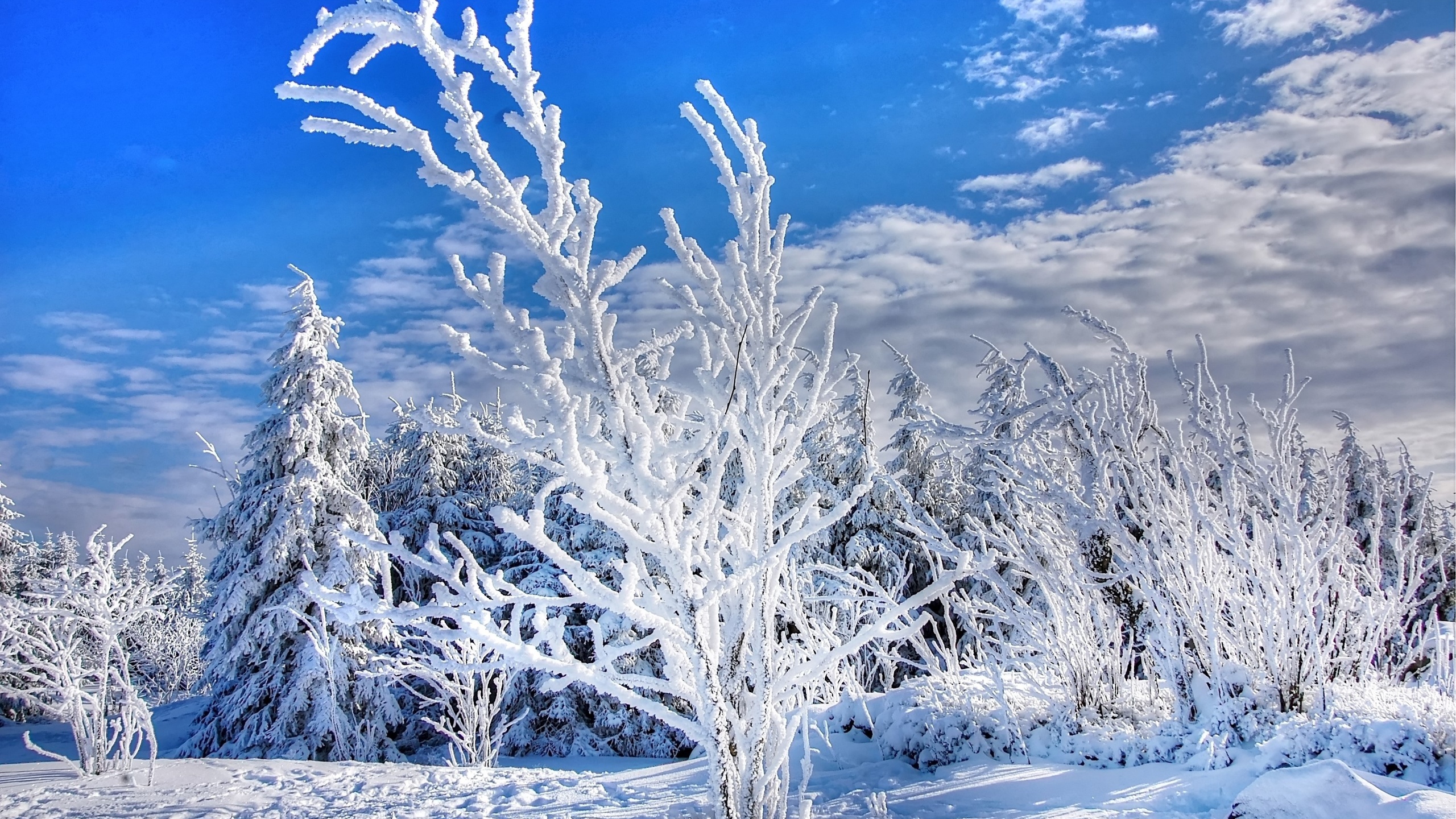 Frosty winter. Заиндевелые деревья. Кусты в инее. Иней. Зима Мороз.