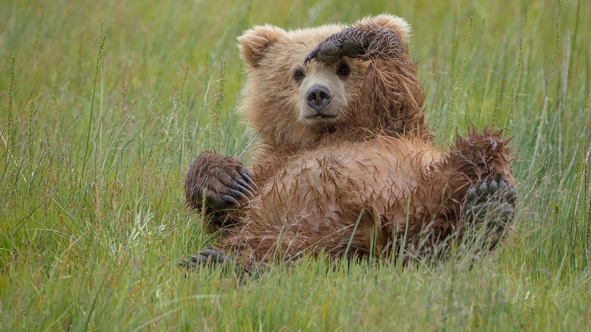 Картинки диких медведей