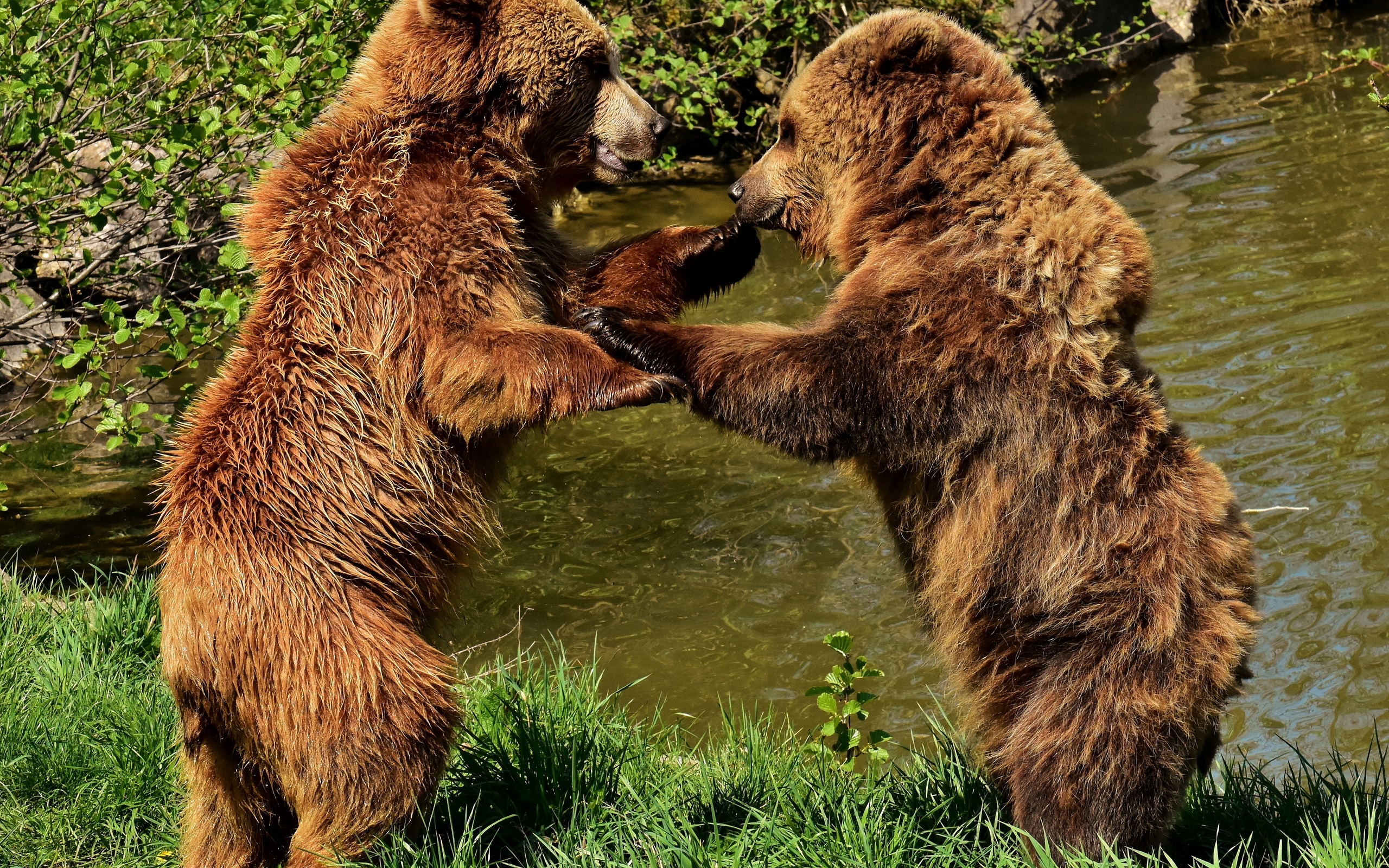 Медведя поиграть. Европейский бурый медведь. Неуклюжий медведь. Медвежата. Медведь косолапый.