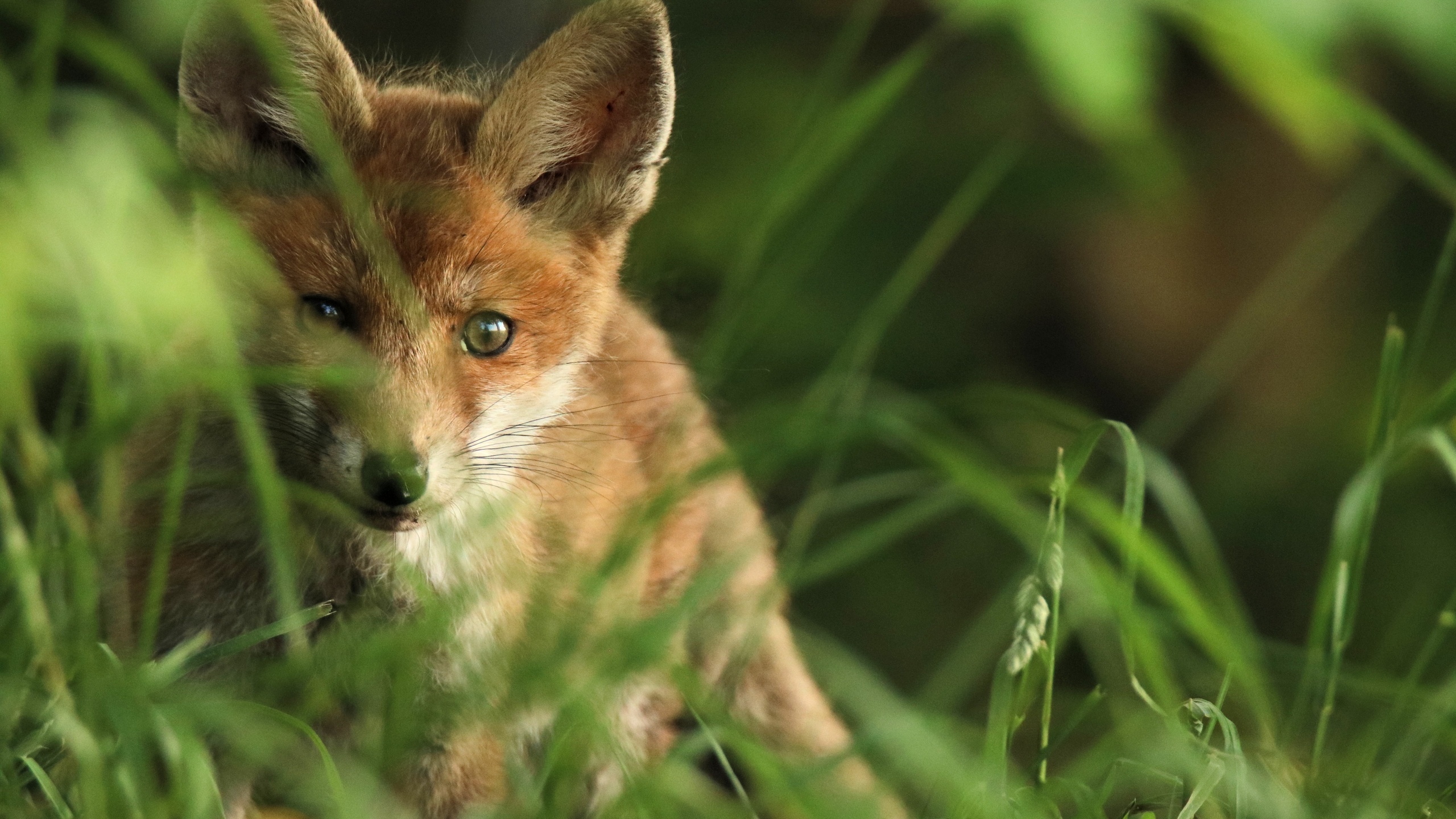 Следующие животные. Коричневая лиса с зелёными глазами. Fox Puppy. Злая коричневая лиса с зелёными глазами. Картинки Brown Fox.