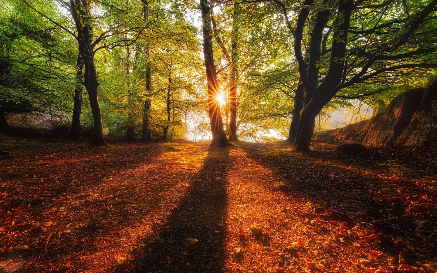 Лучи солнца предложение. Красивые тени деревьев фото. Парка autumn Glow.