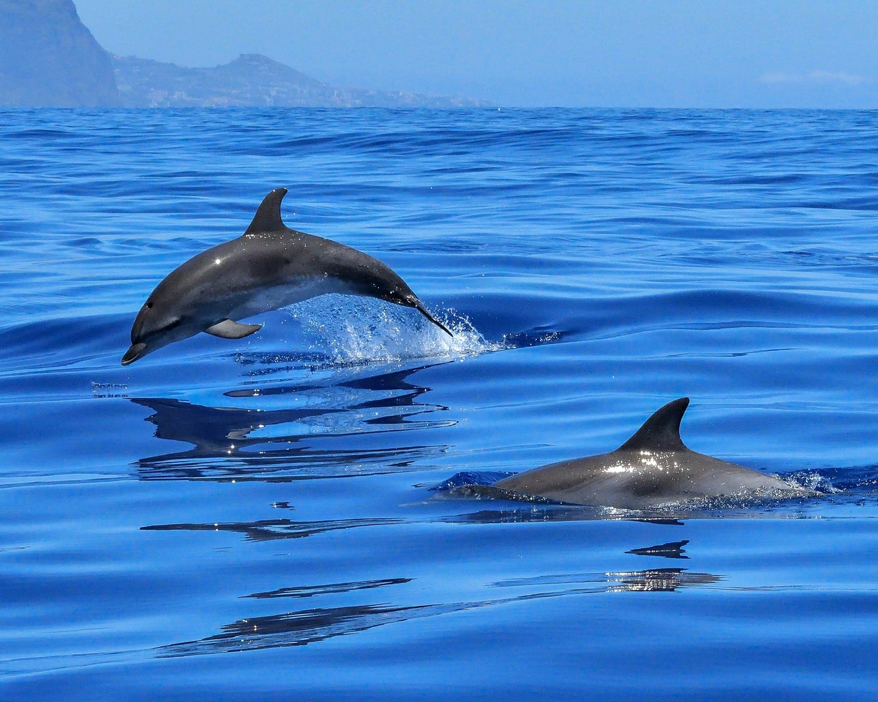 Картинки дельфины в море