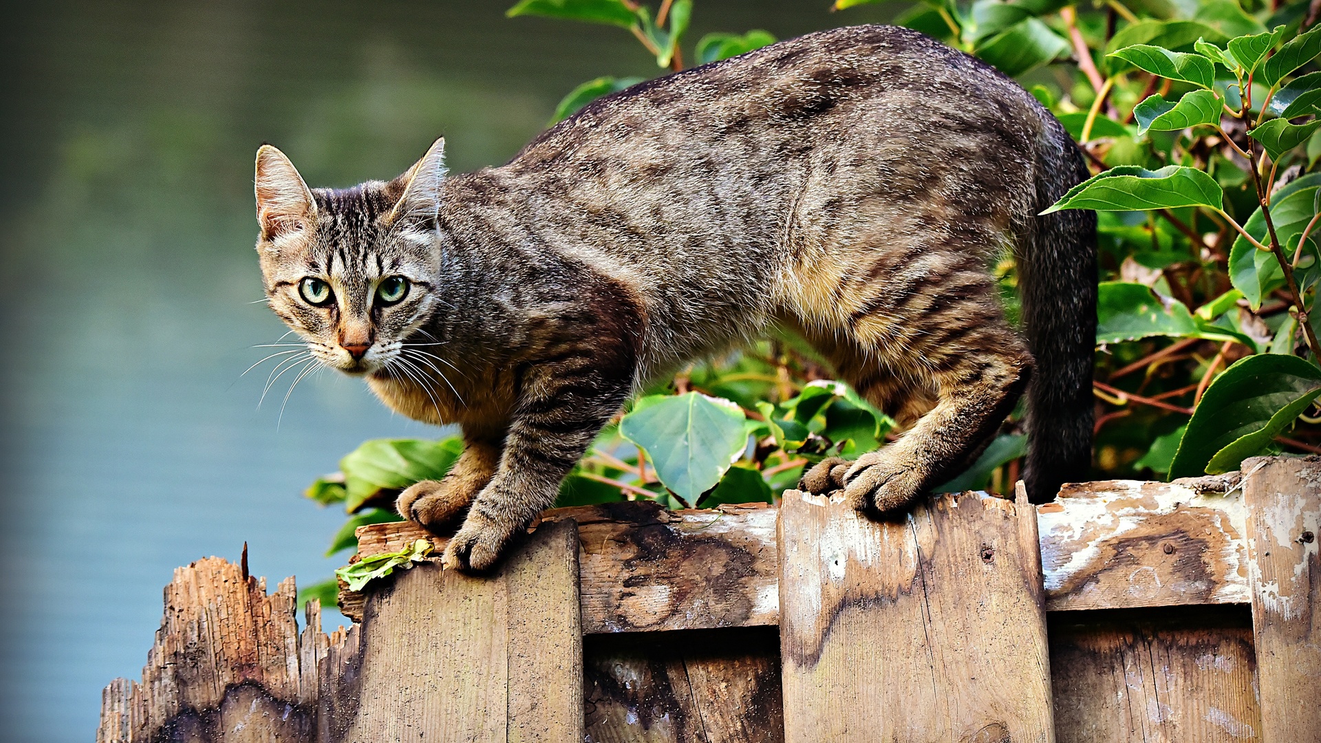 Картинки кошка на природе