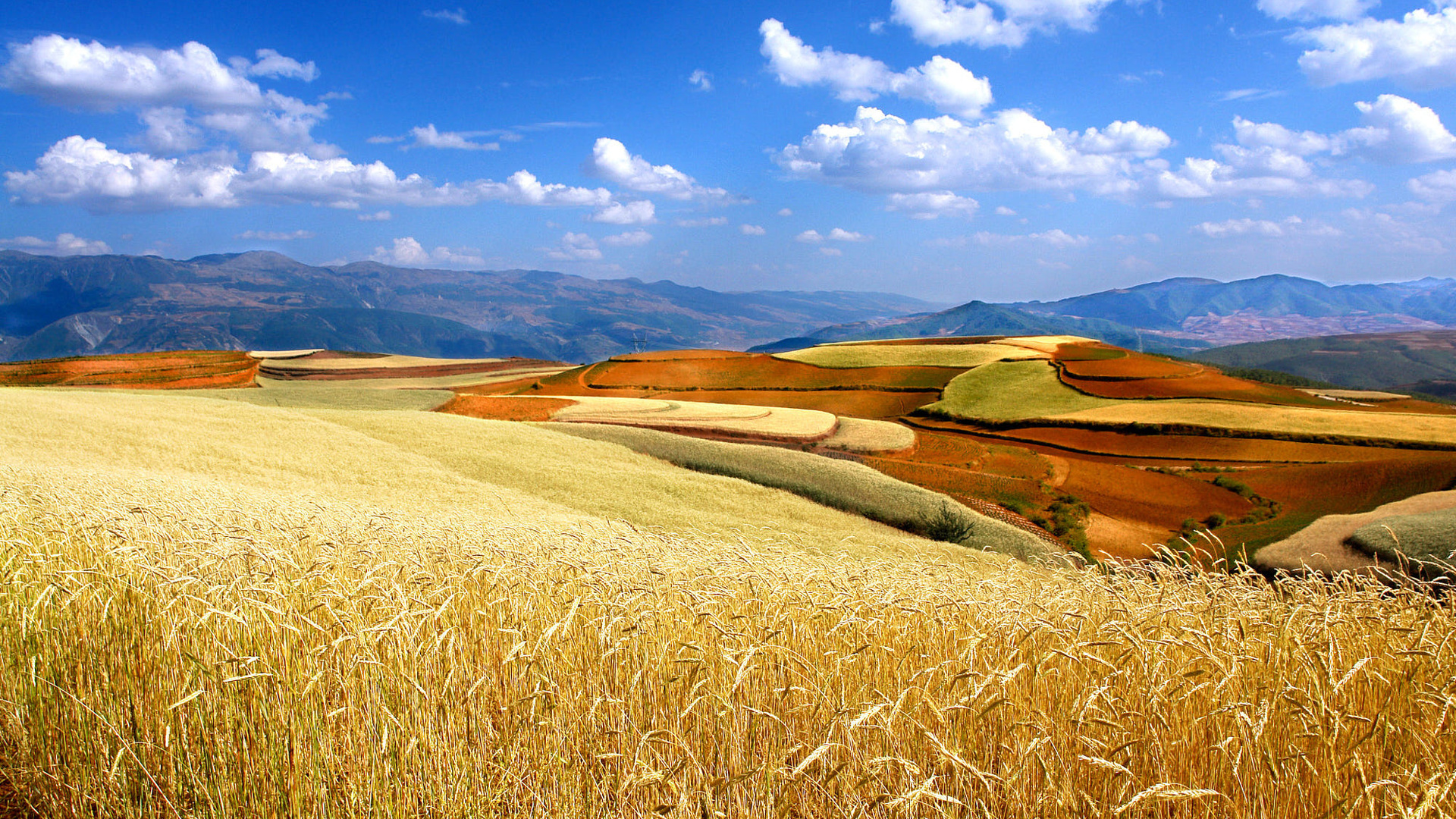 Араратская Долина поля пшеничные