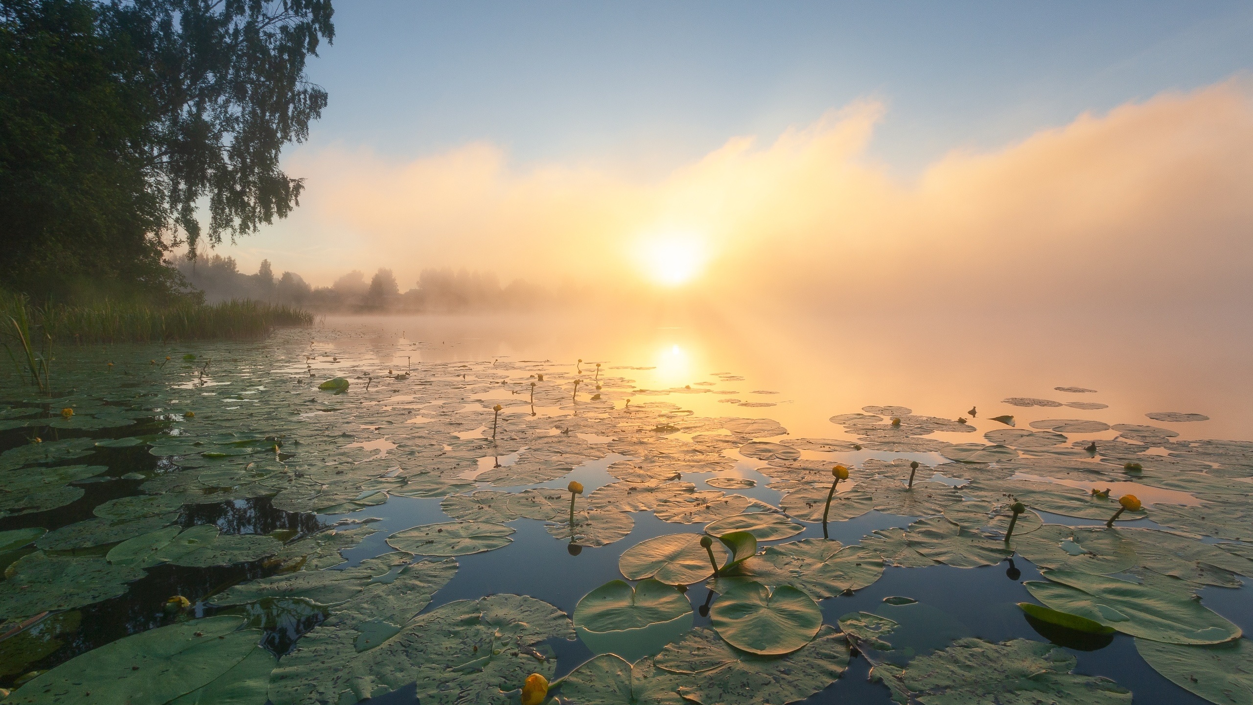 Летняя вода. Рубское озеро кувшинки. Озеро с кувшинками. Река с кувшинками. Рассвет на воде.