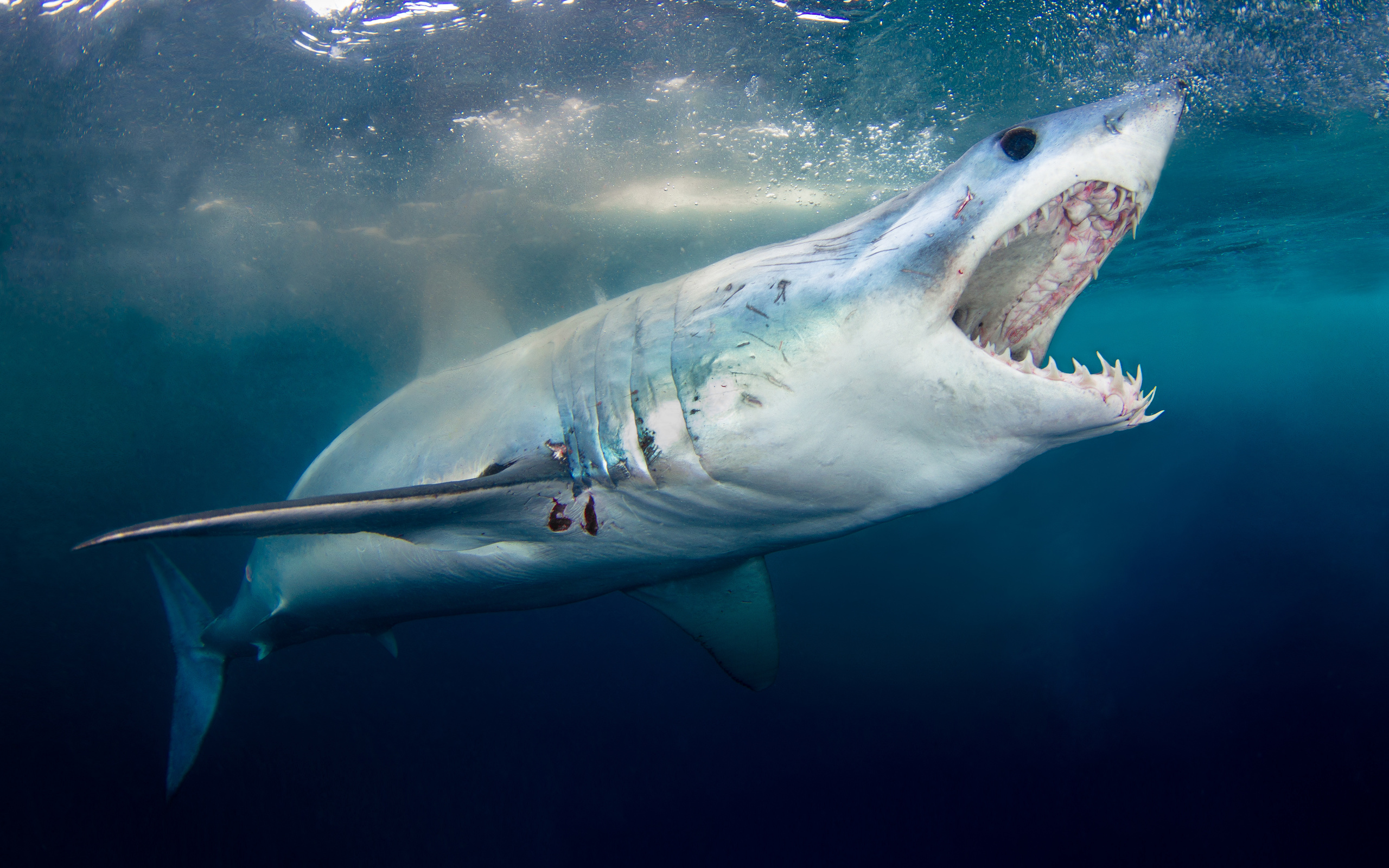 Включи shark. Акула мако. Белая акула мако.