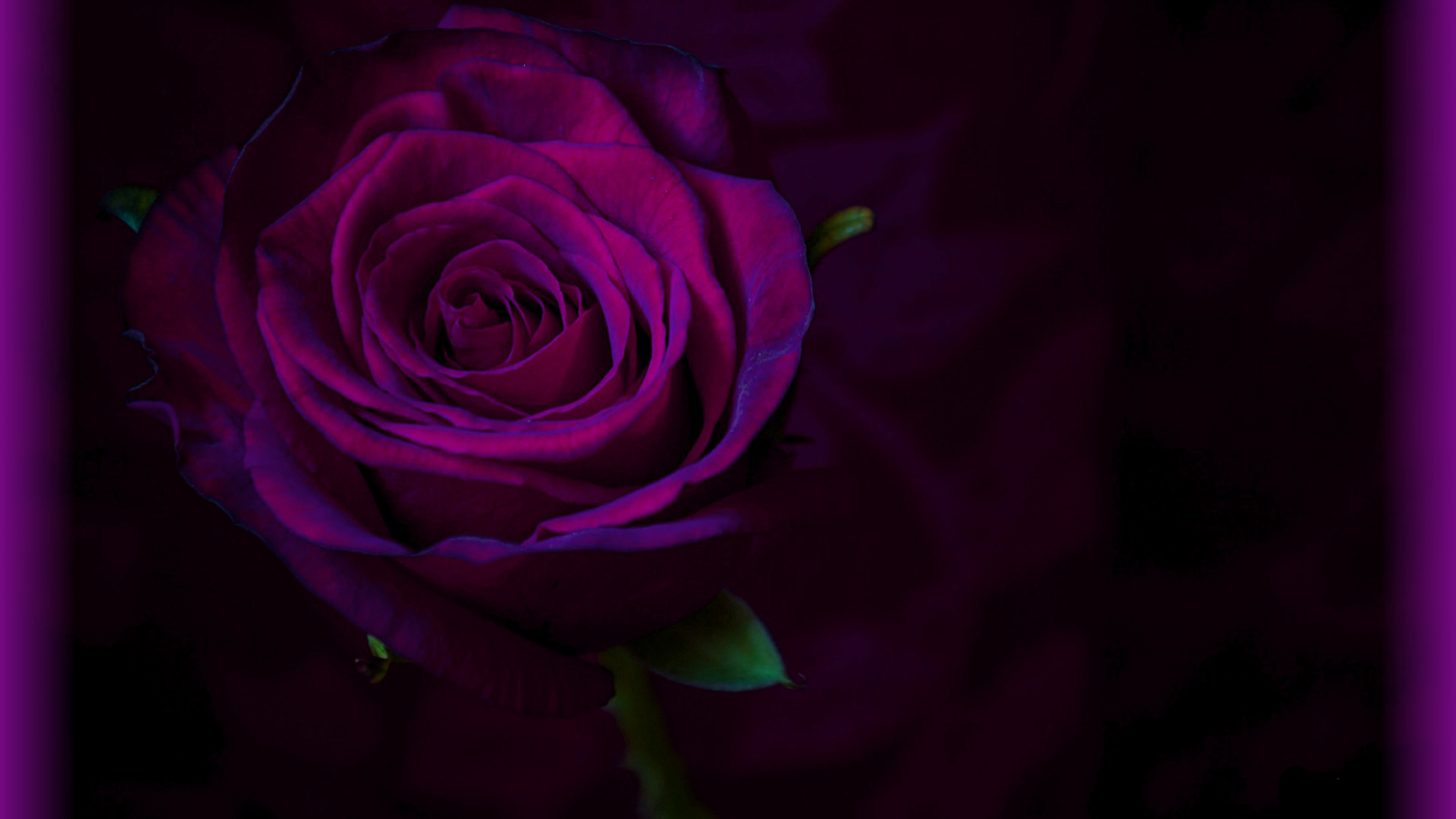 Найт роуз. Розы ночью. Розы ночь обои на телефон. Розы ночь обои.