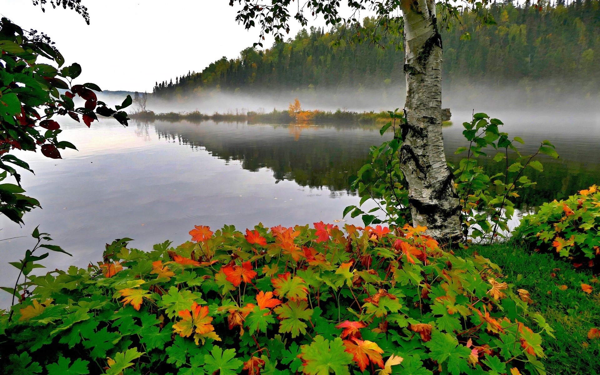 Осень березы озеро