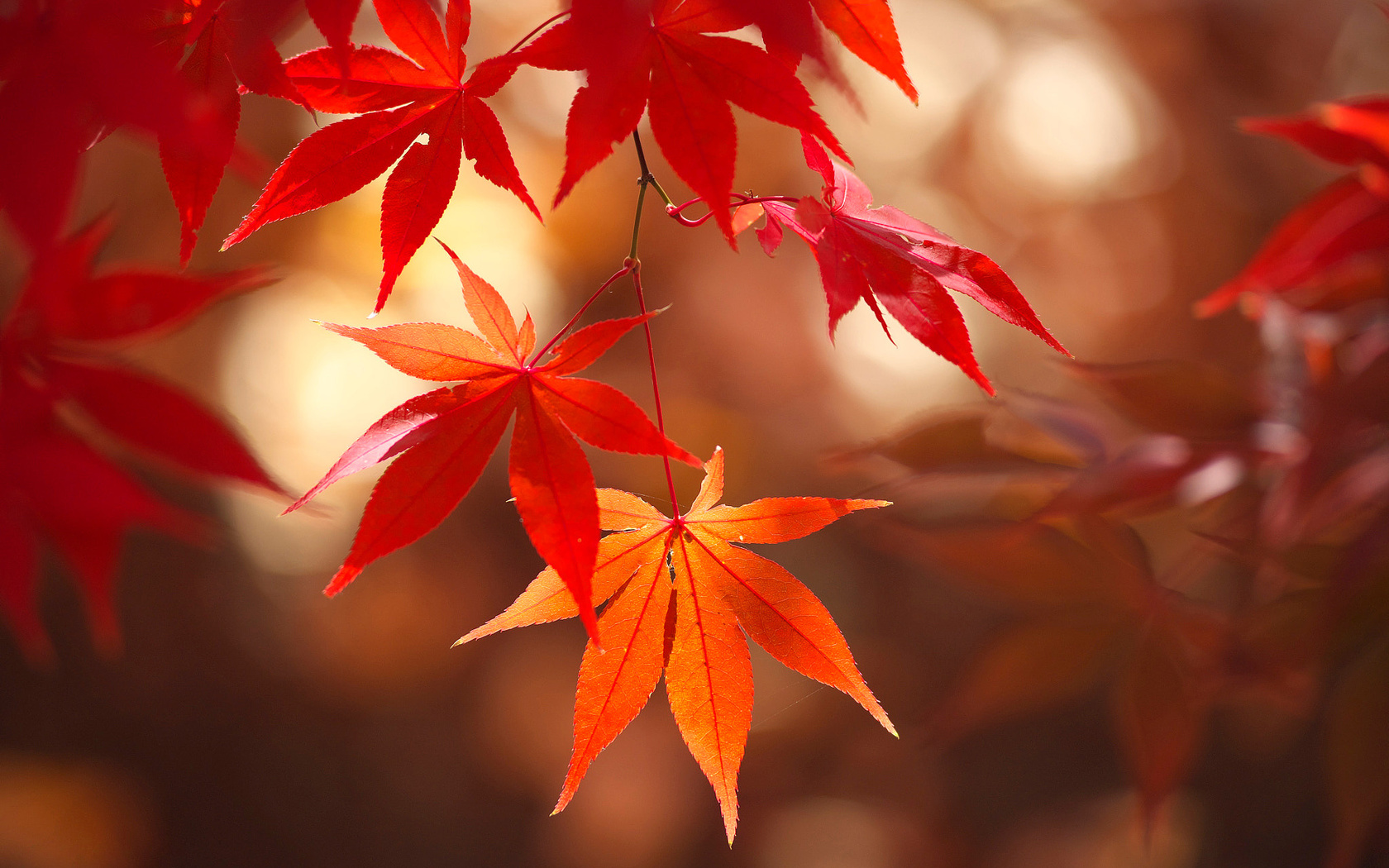 Листья японского клена